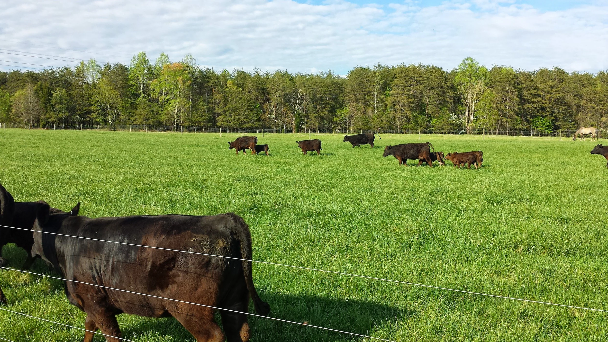 Cows grazing on a green field with a backdrop of trees and a cloudy sky.
