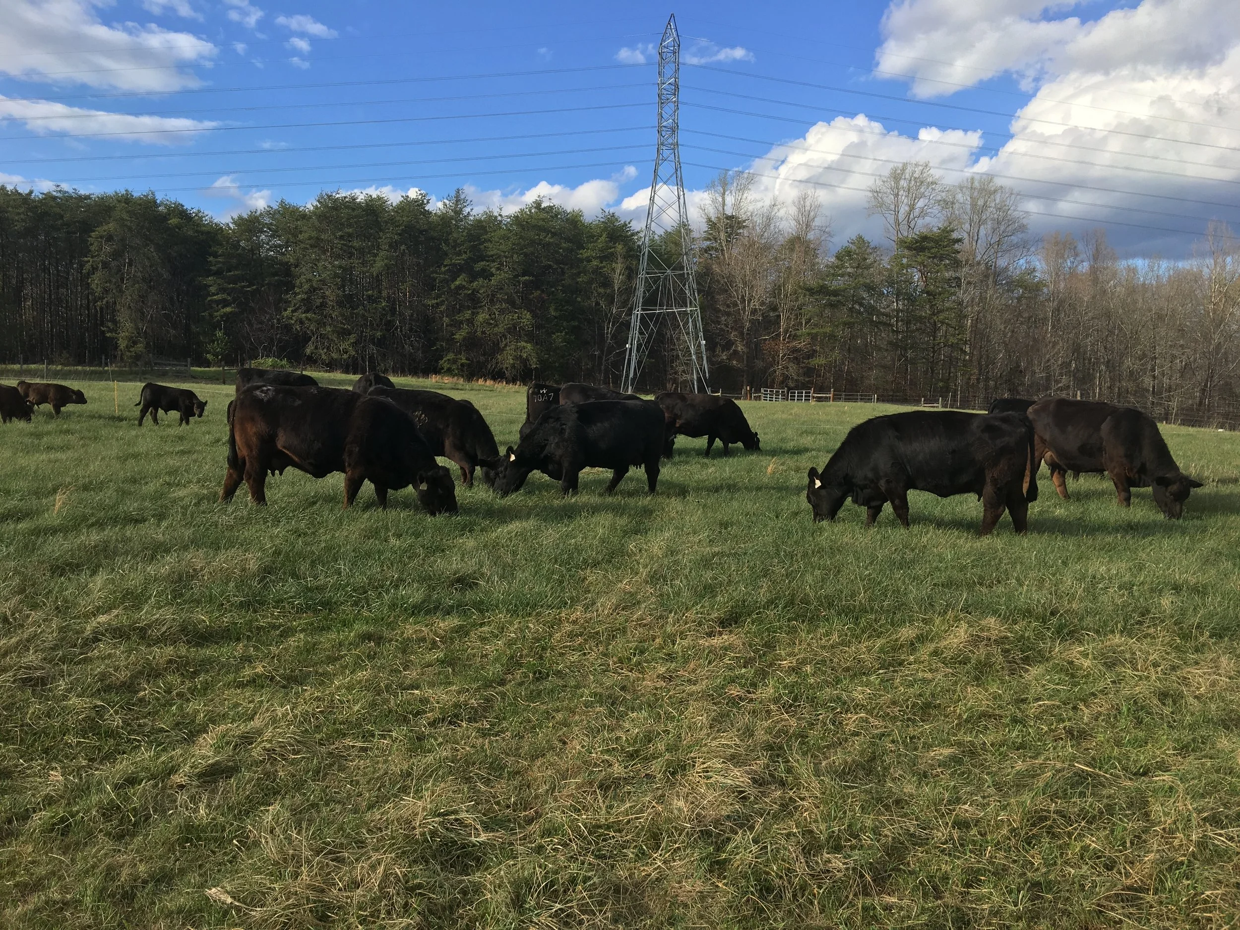A grassy field with black cows grazing, a line of trees in the background, and a tall electrical transmission tower under a partly cloudy sky.