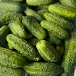 Pickling Cucumbers