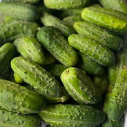 Green Finger Cucumber