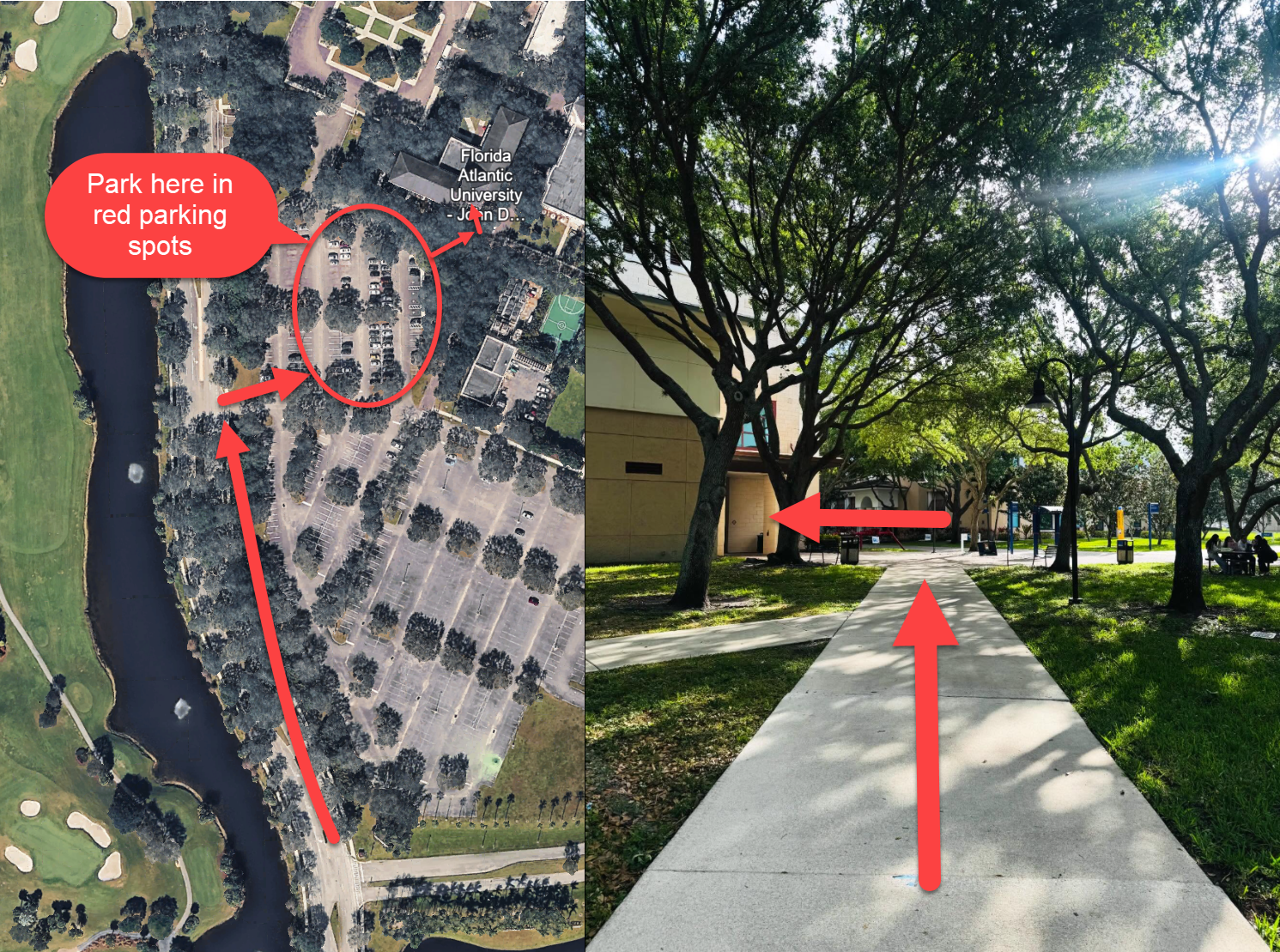 Aerial view of Florida Atlantic University parking lot with red markings indicating where to park, and a walking path shaded by trees leading to a building on campus.