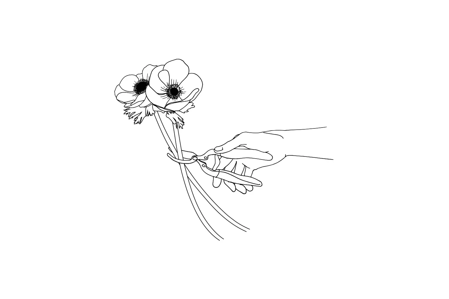 illustrationQualityFlowers.webp