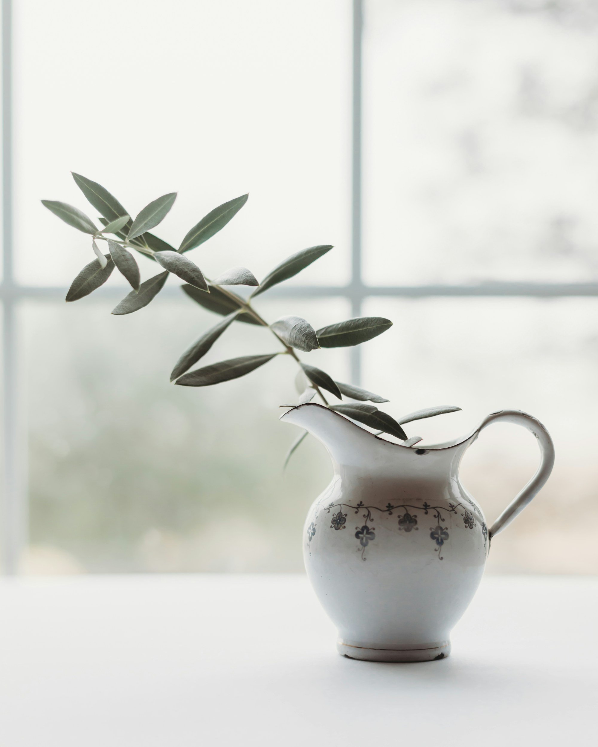 calming olive branch in pitcher against a window