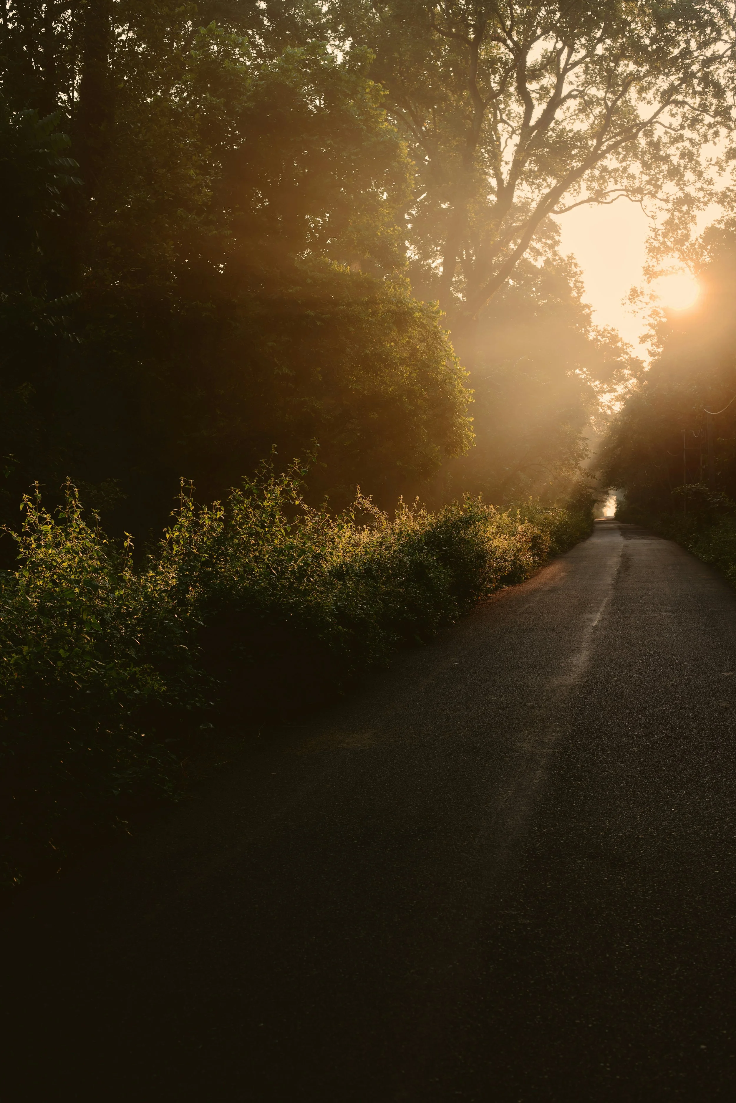 sunlit path in nature