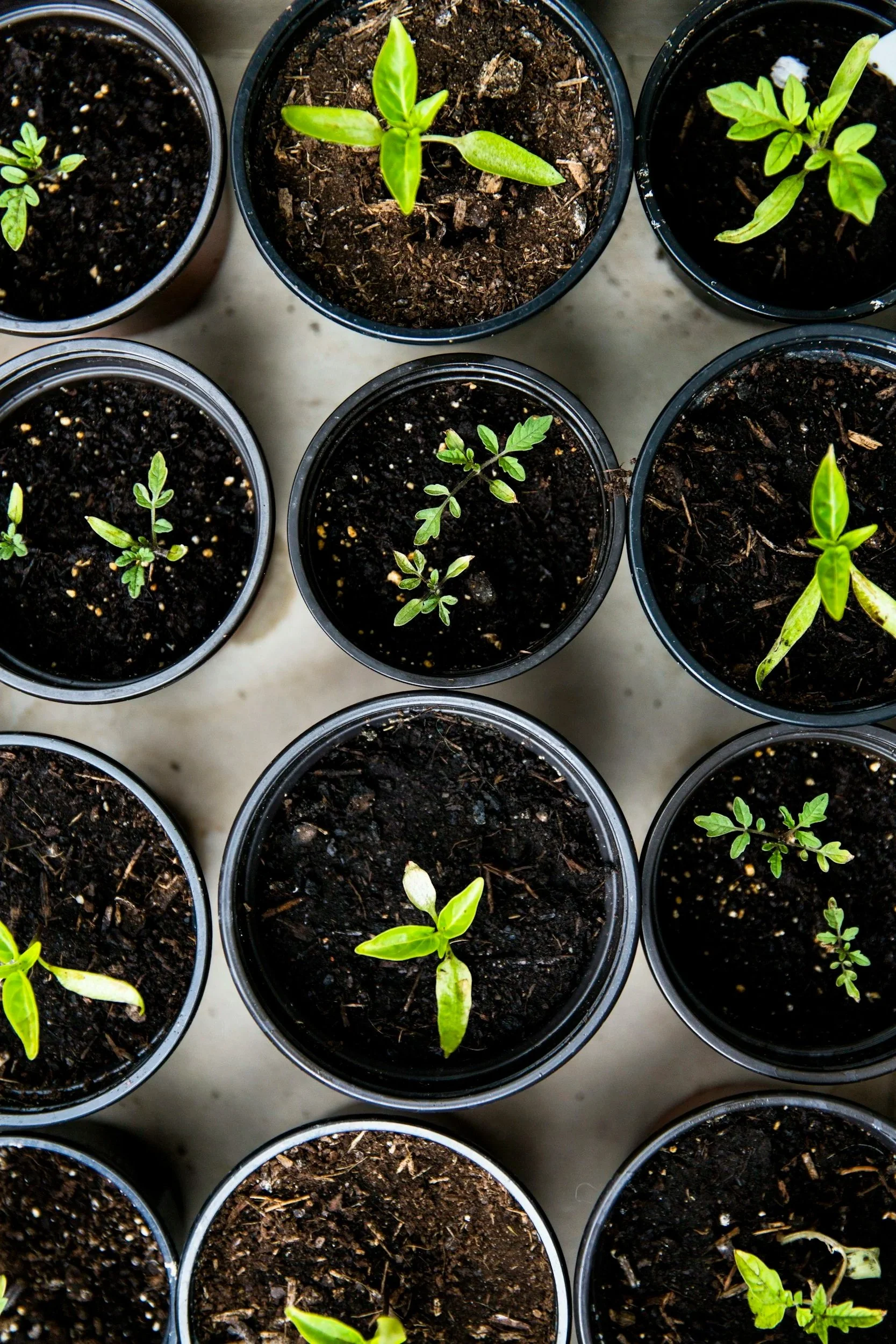 Multiple small potted plants in black containers, some with sprouting green leaves, on a light-colored surface.