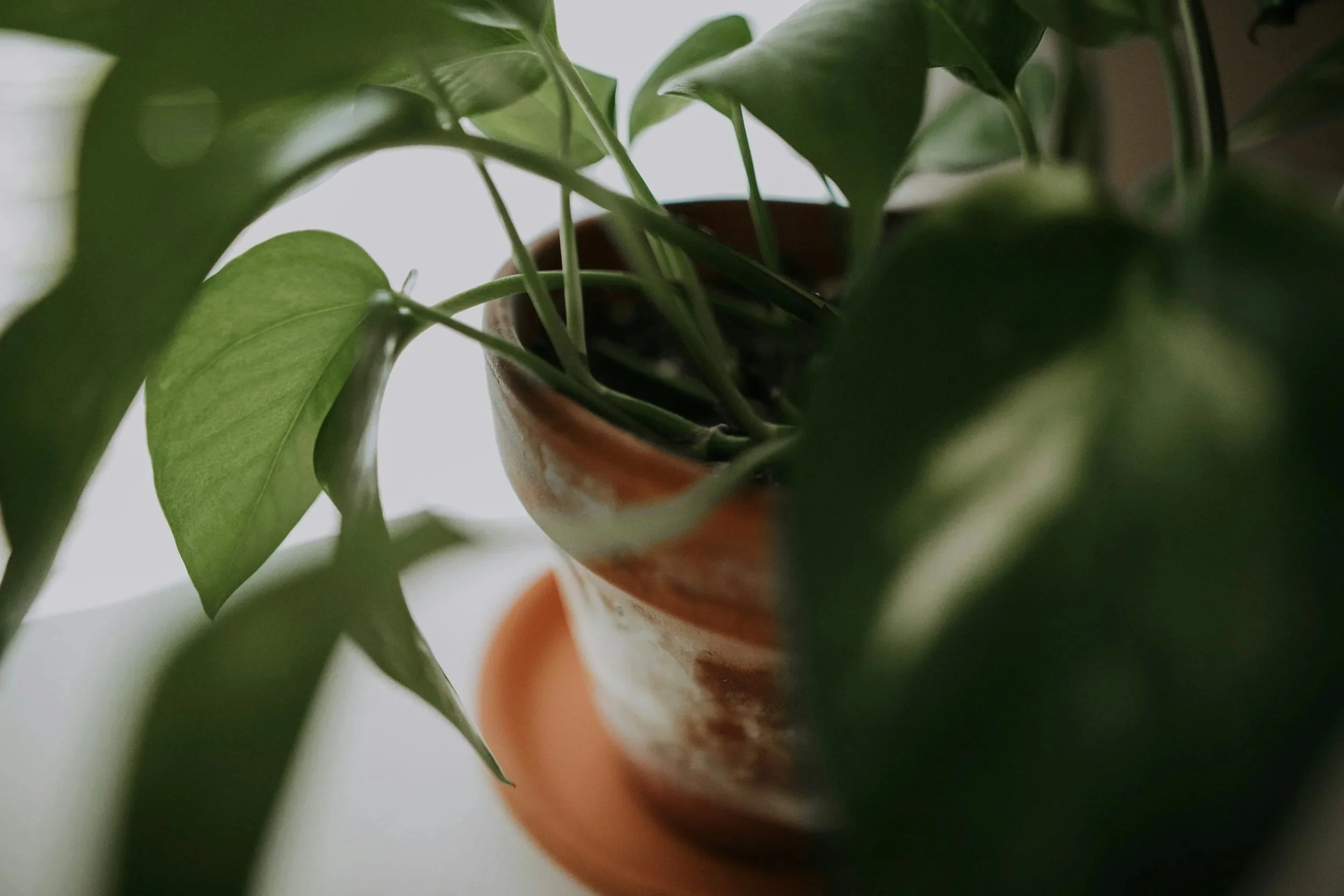 Close-up of a potted plant with green leaves, viewed from beneath with a blurred background.