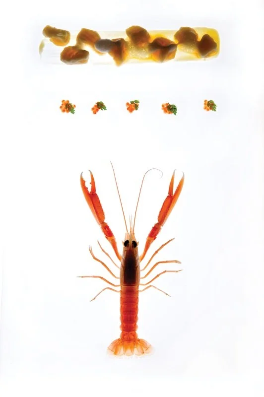 Lobster, small vegetables, and what appears to be sushi ingredients arranged on a white background, with lobster in the center and vegetables above.