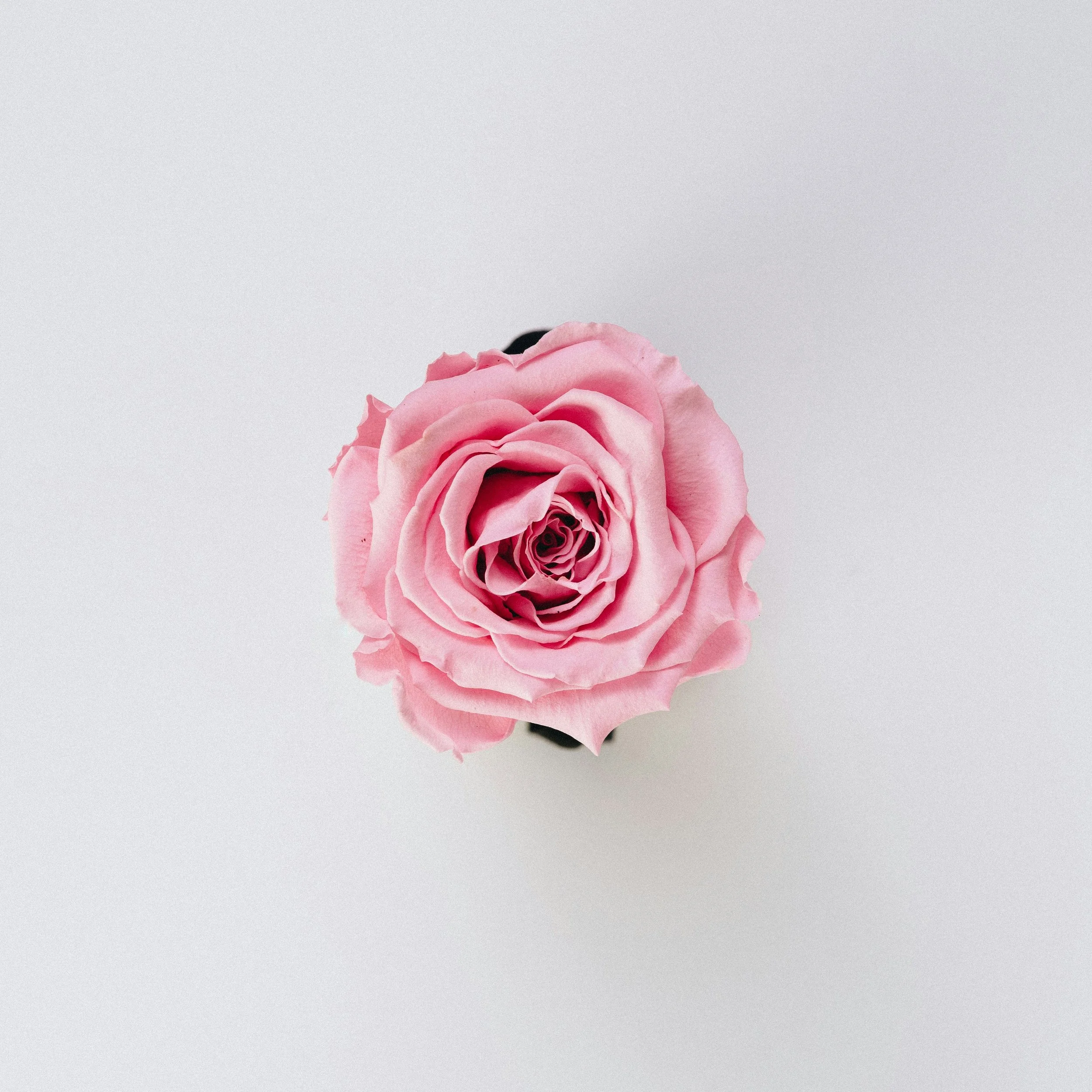 Close-up of a pink rose flower on a plain light gray background.