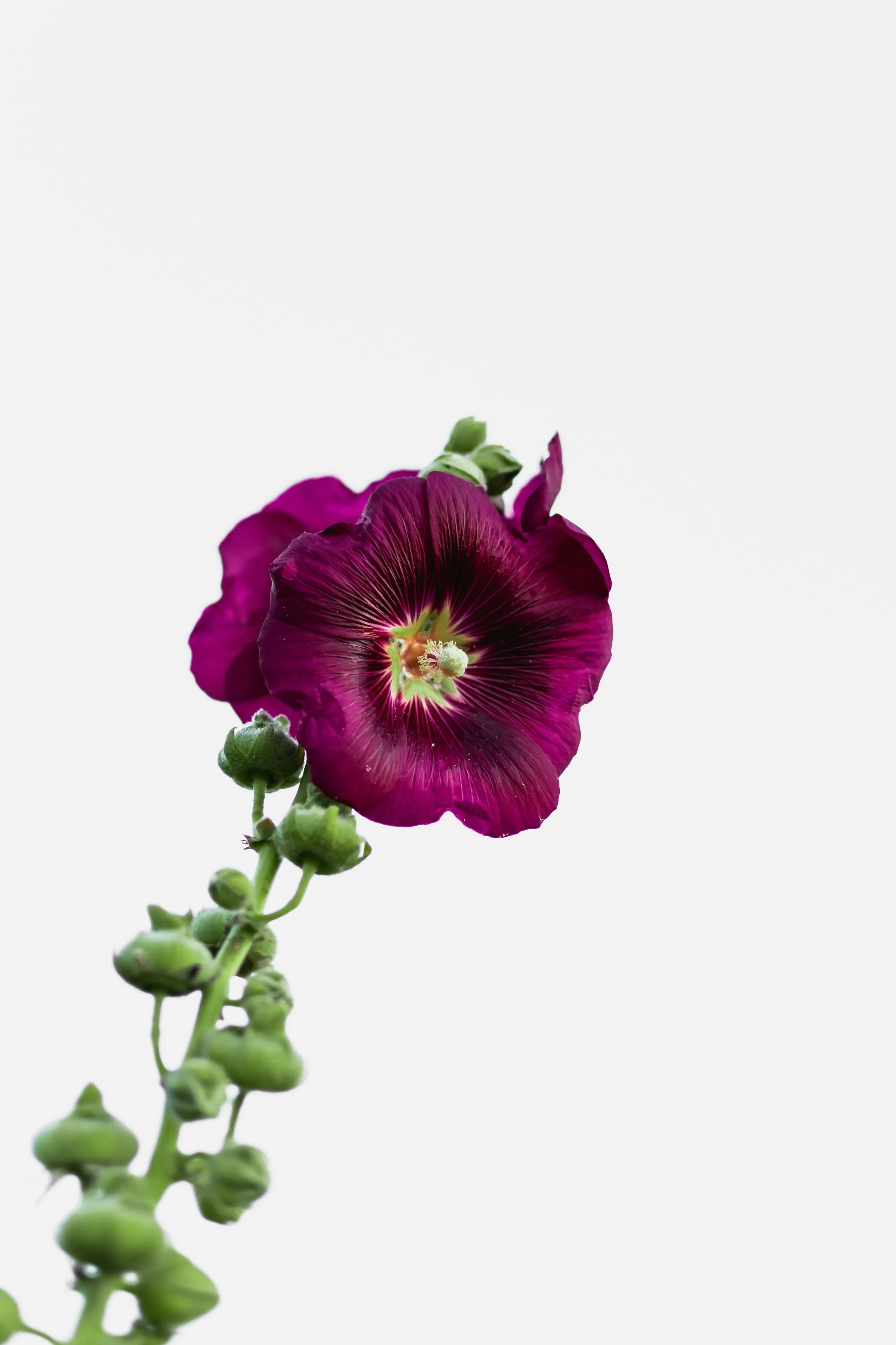 A tall, purple hollyhock flower with multiple buds along a green stem set against a plain white background.