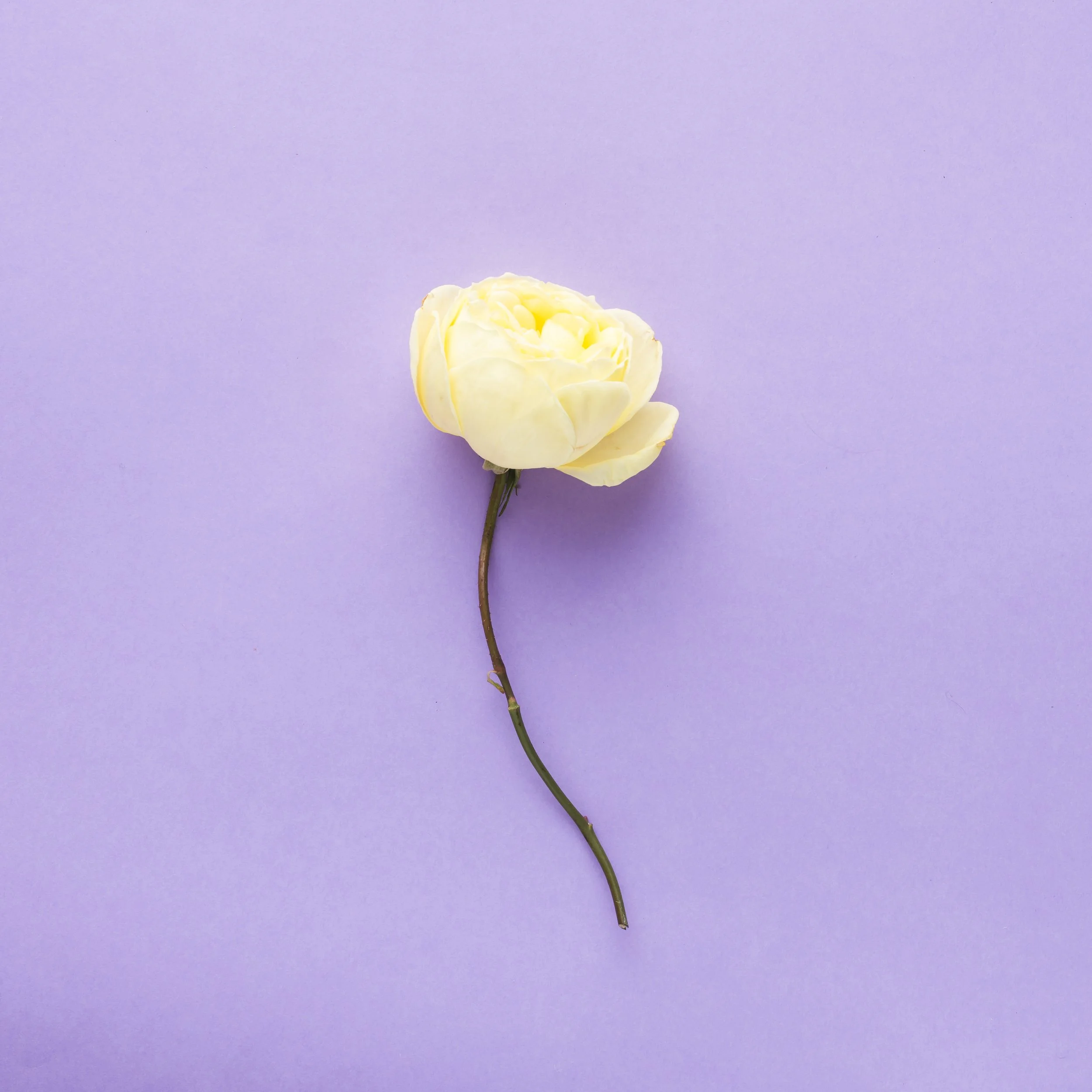 A light yellow ranunculus flower with a long green stem against a pastel purple background.