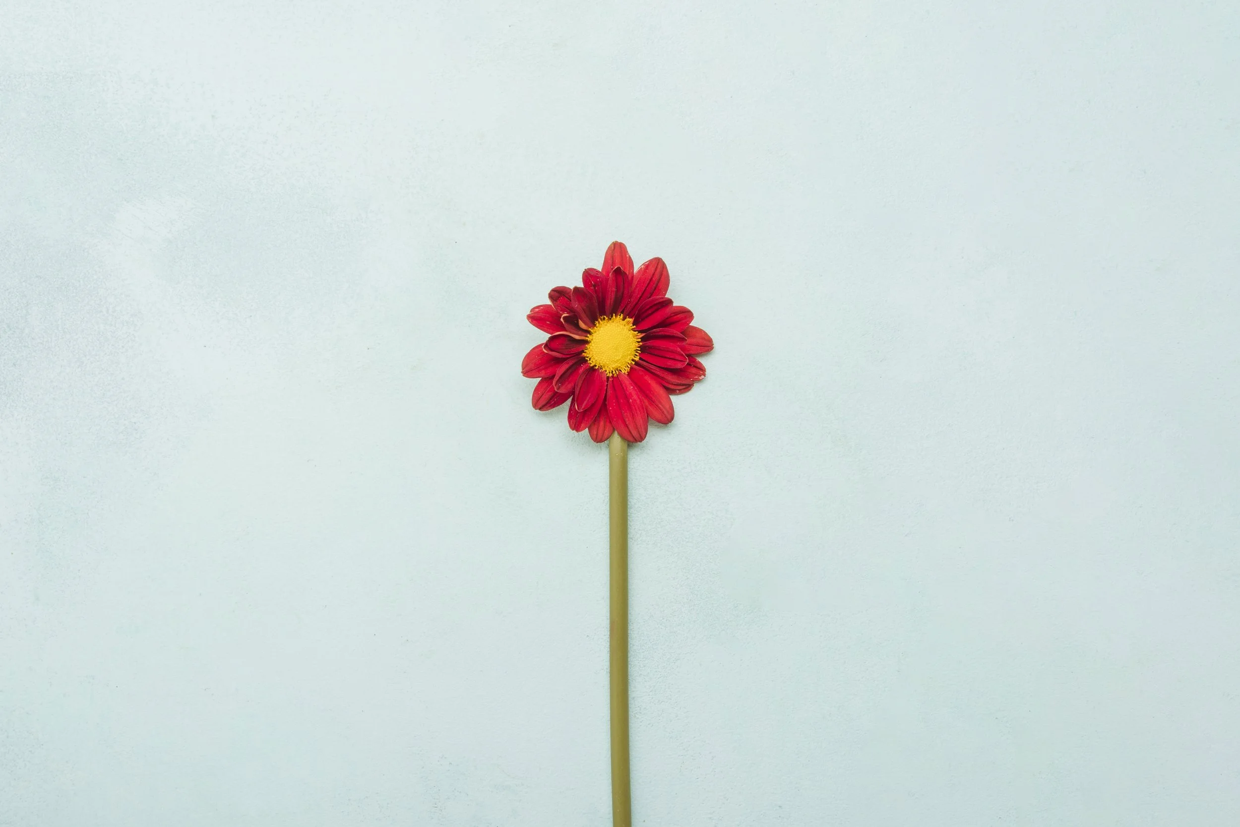 Red flower with yellow center on a pale blue background.
