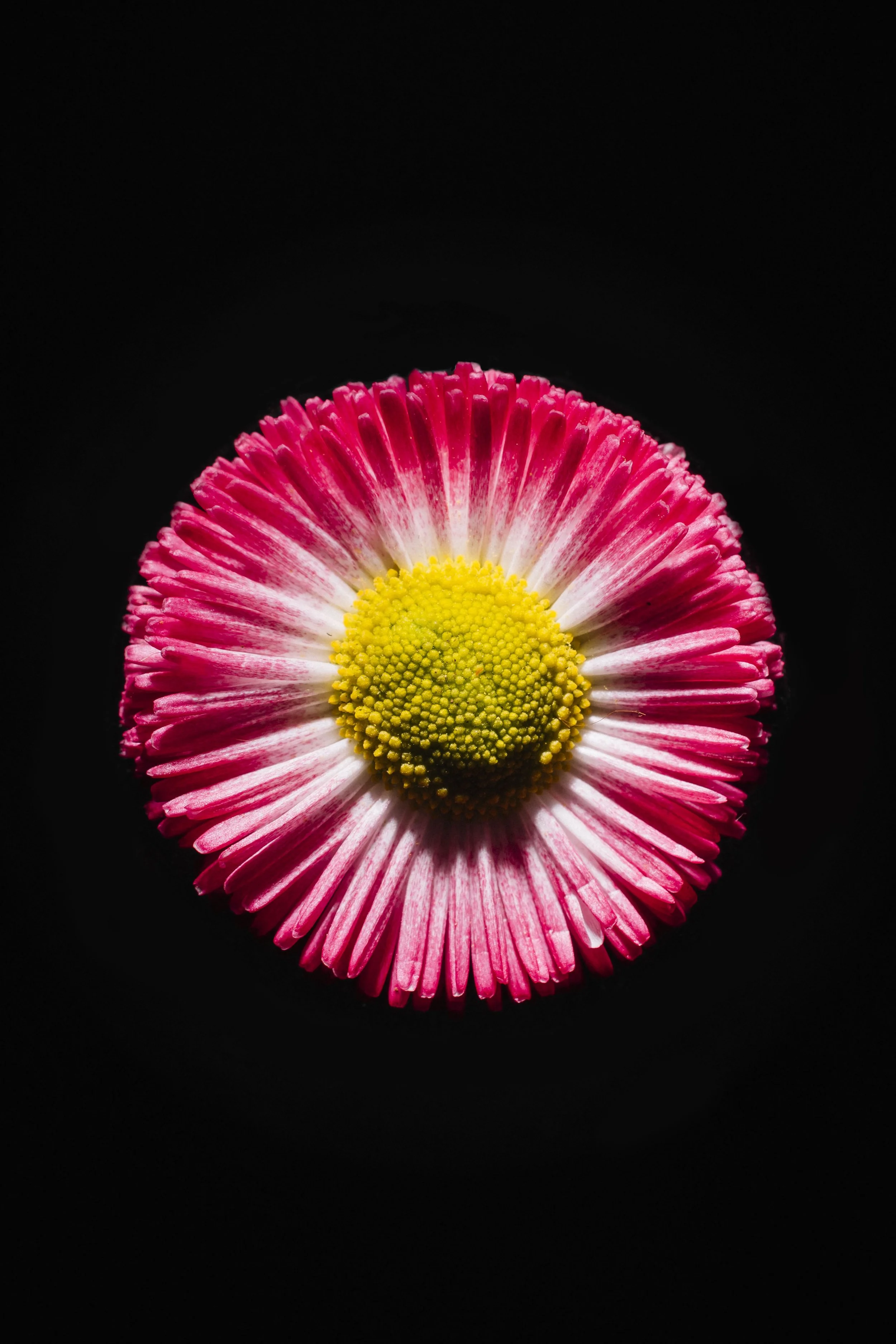 Close-up of a pink and white daisy with yellow center against a black background.