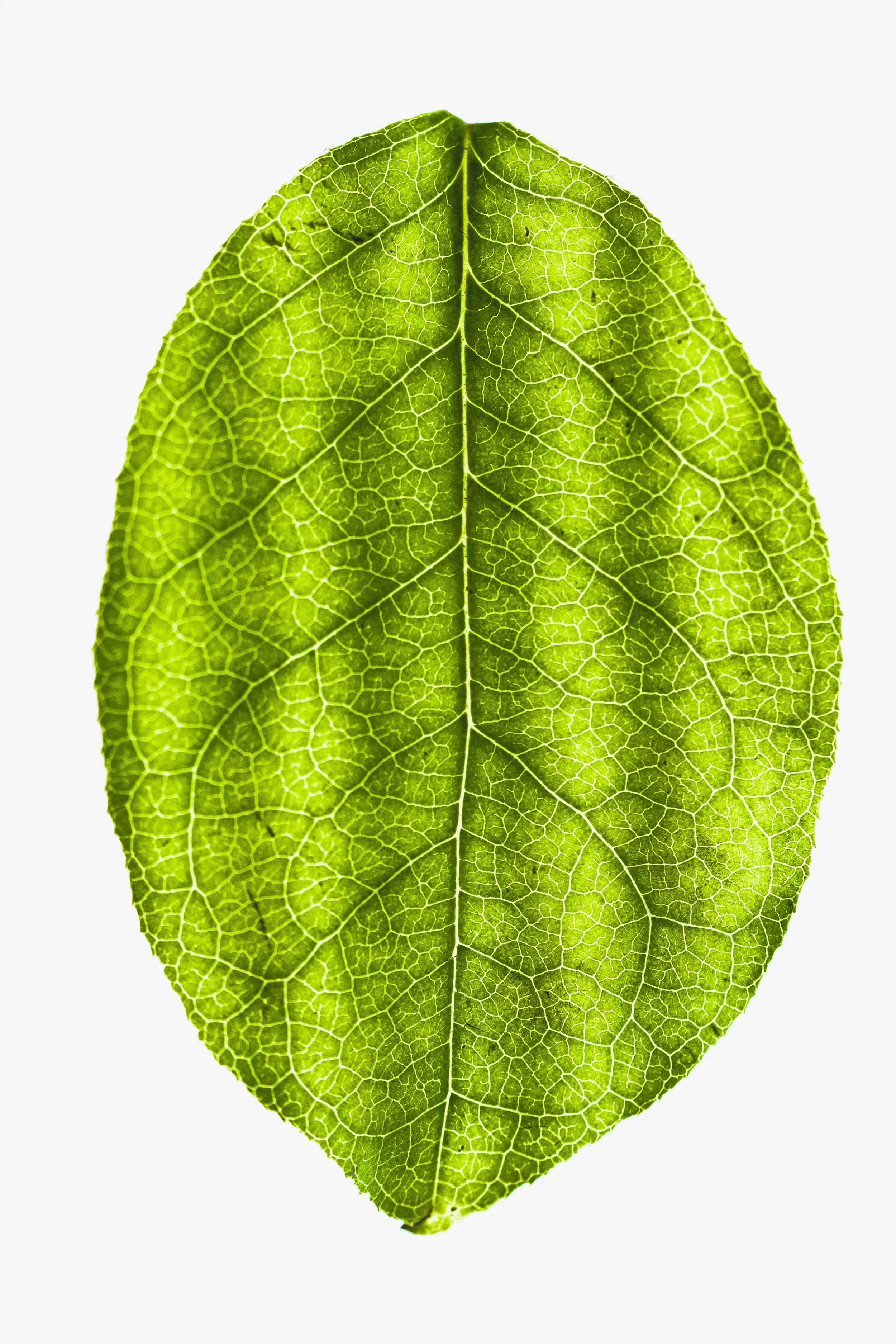 Close-up of a green leaf with detailed vein structure, set against a plain white background.