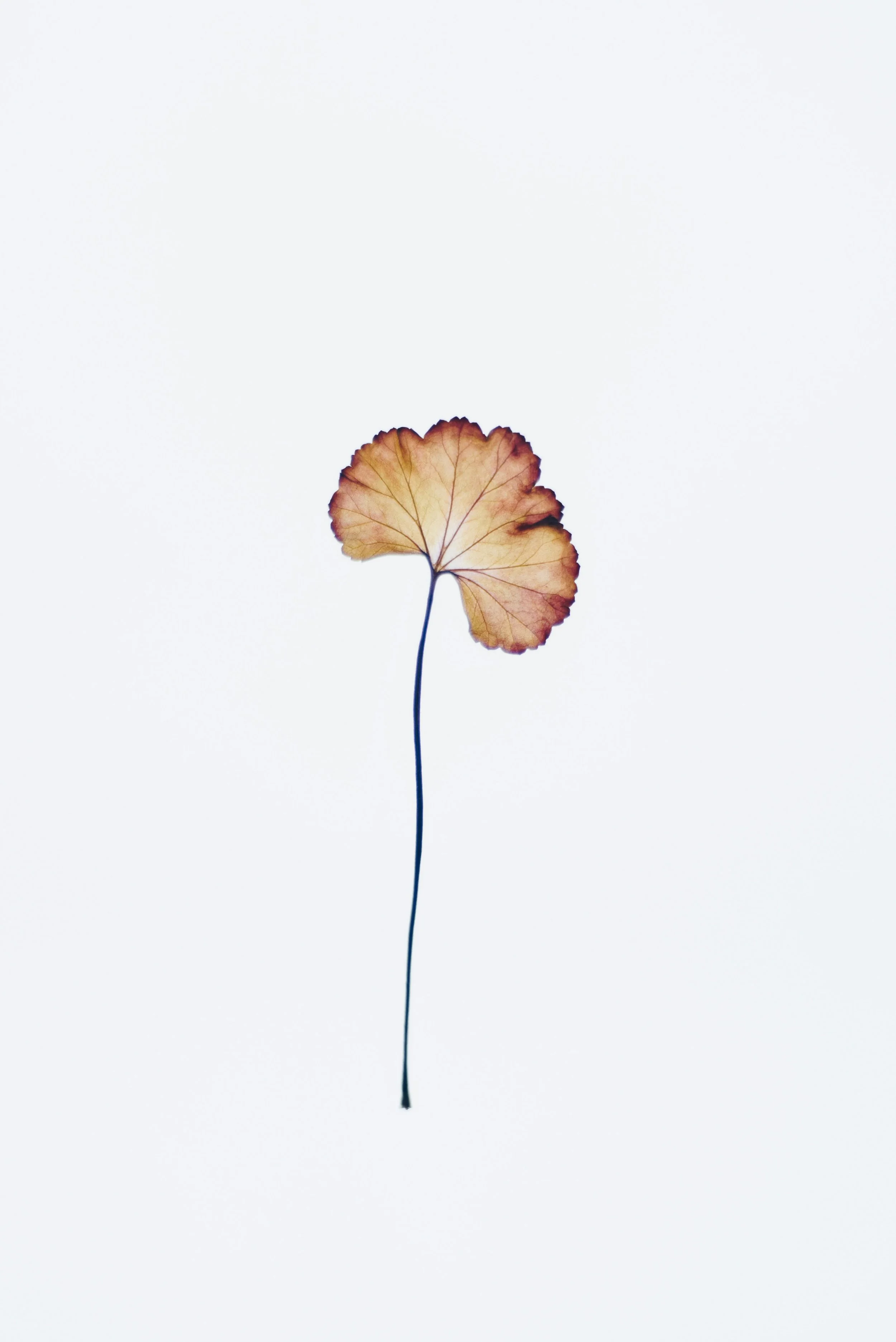 A single dried leaf attached to a thin, dark stem, set against a plain white background.