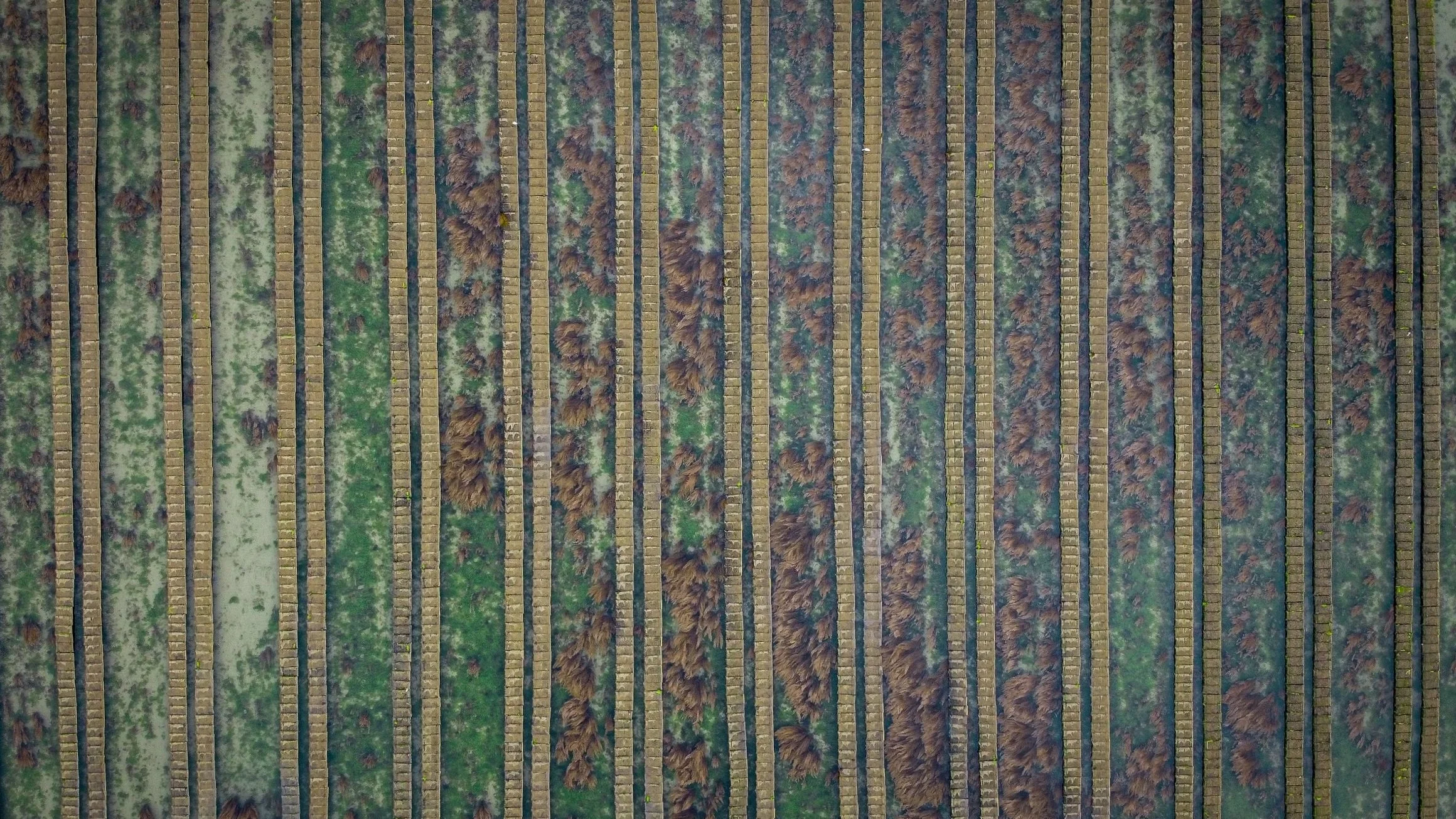 Une vue aérienne d'une rangée d'arbres entre des rangées de murs ou de clôtures en bois, avec un sol vert et humide entre eux.