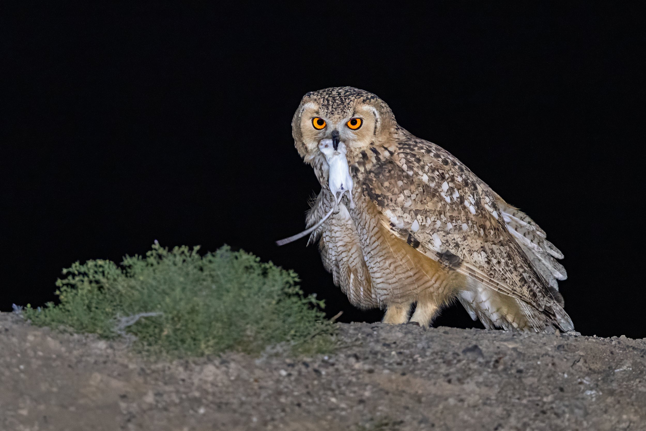 JAC_6939-Edit.jpg