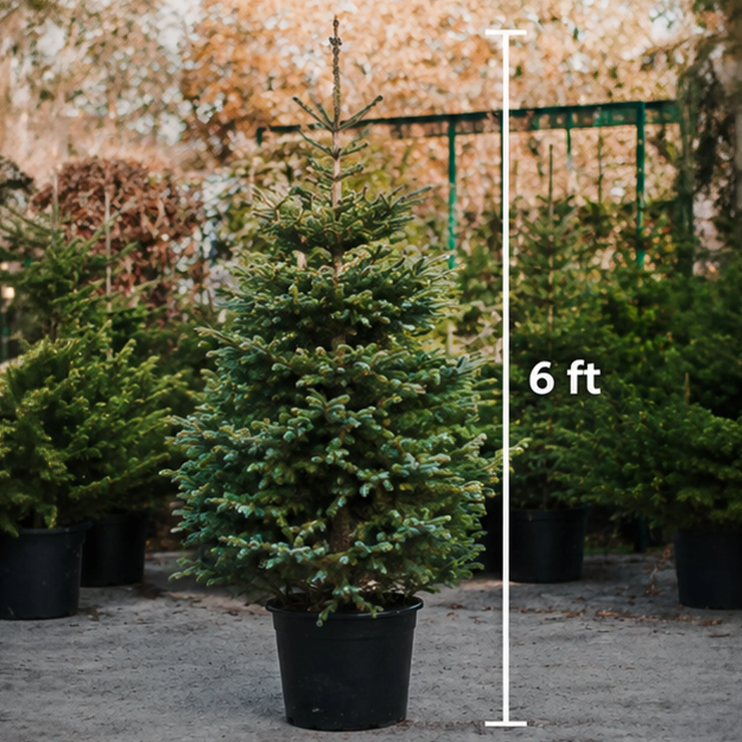 6ft Real Christmas Tree