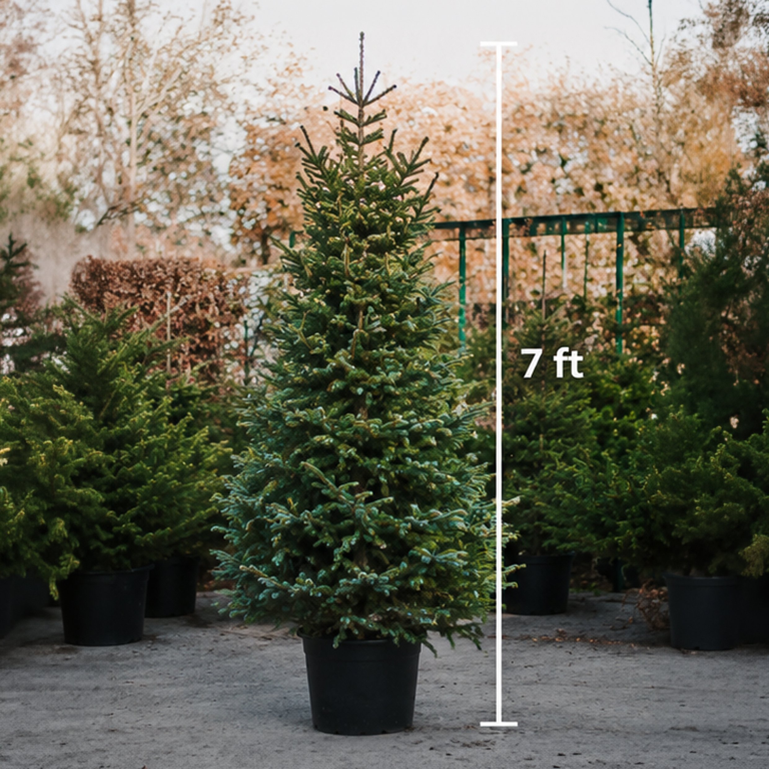 7ft Real Christmas Tree