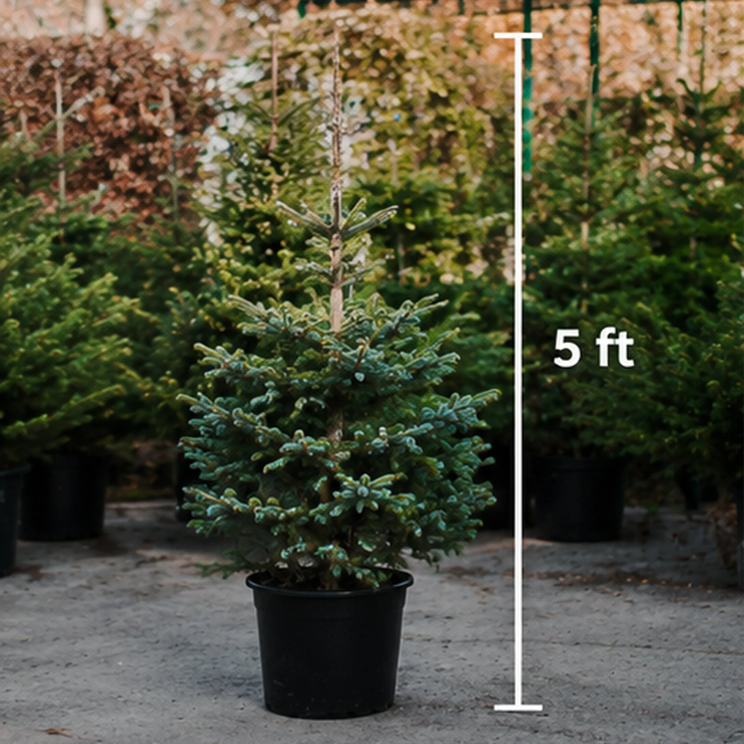 5ft Real Christmas Tree