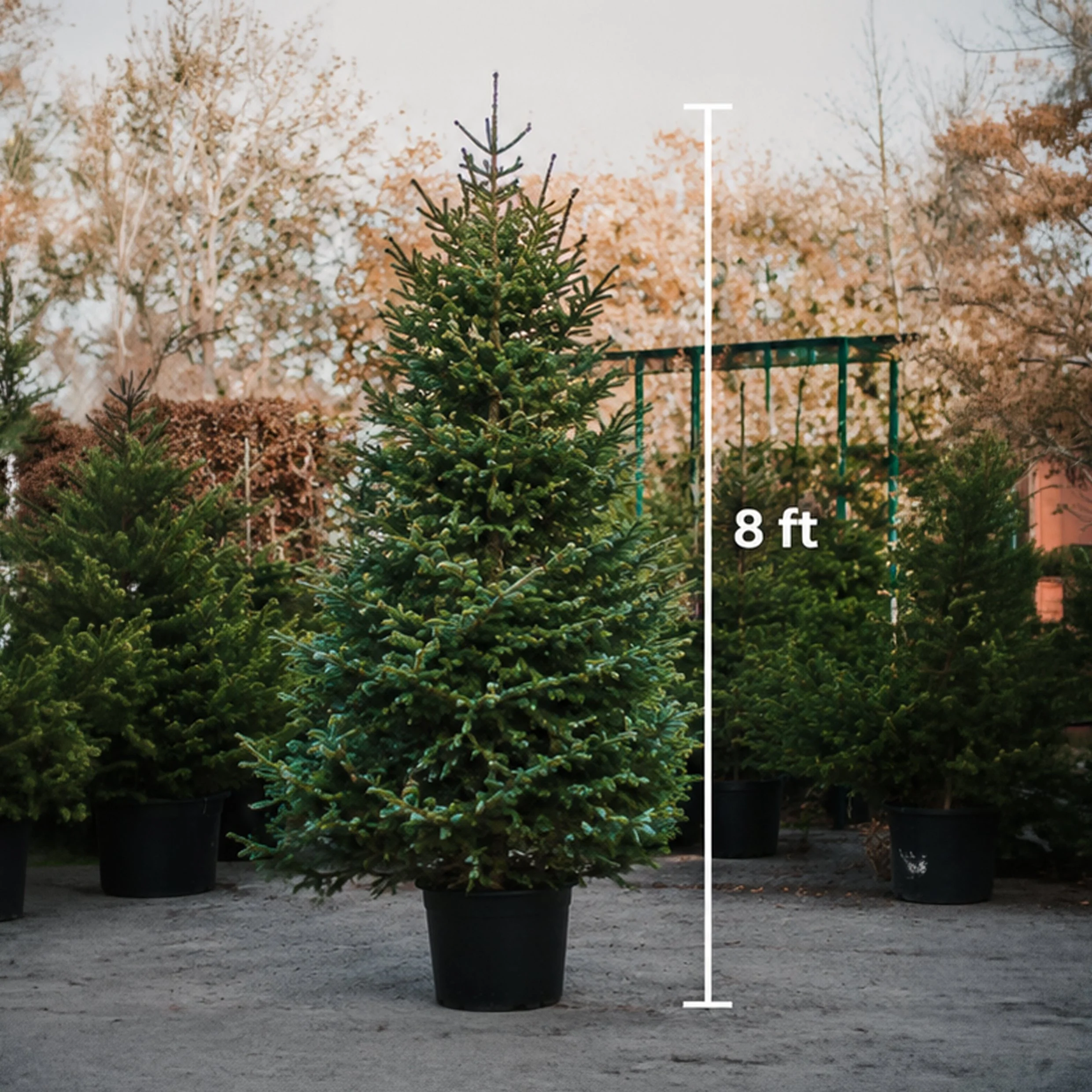 8ft Real Christmas Tree