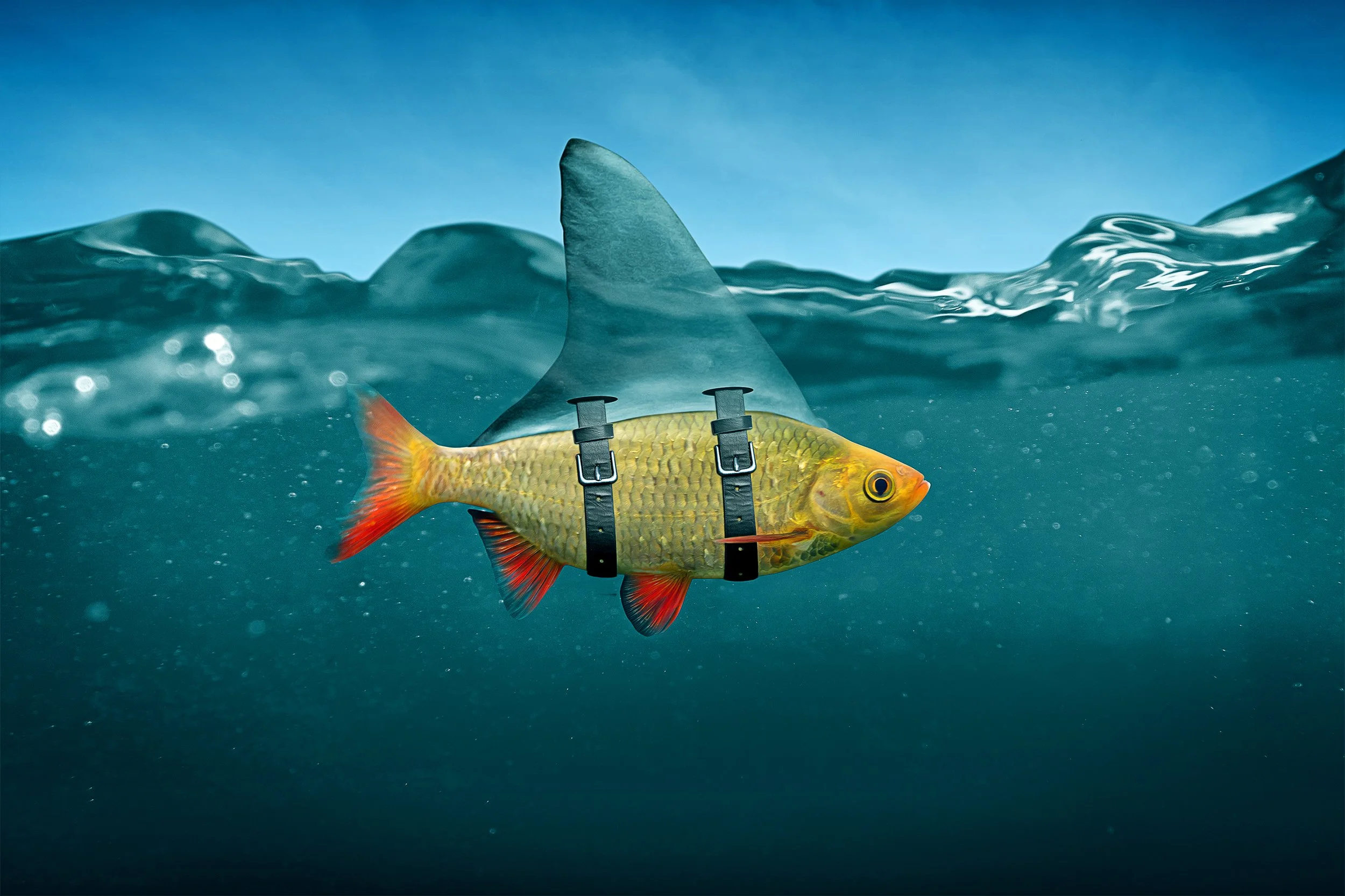 shutterstock_205681675.jpg