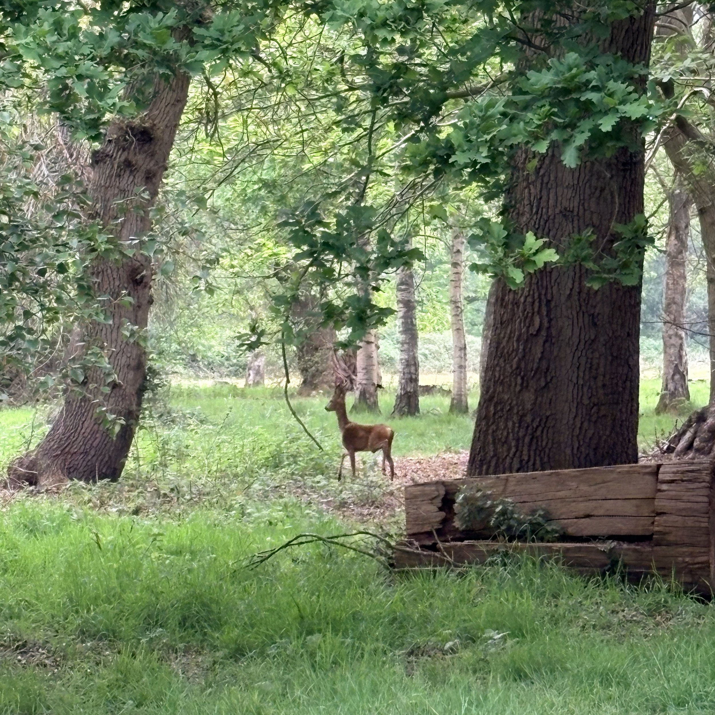 Deer.jpg
