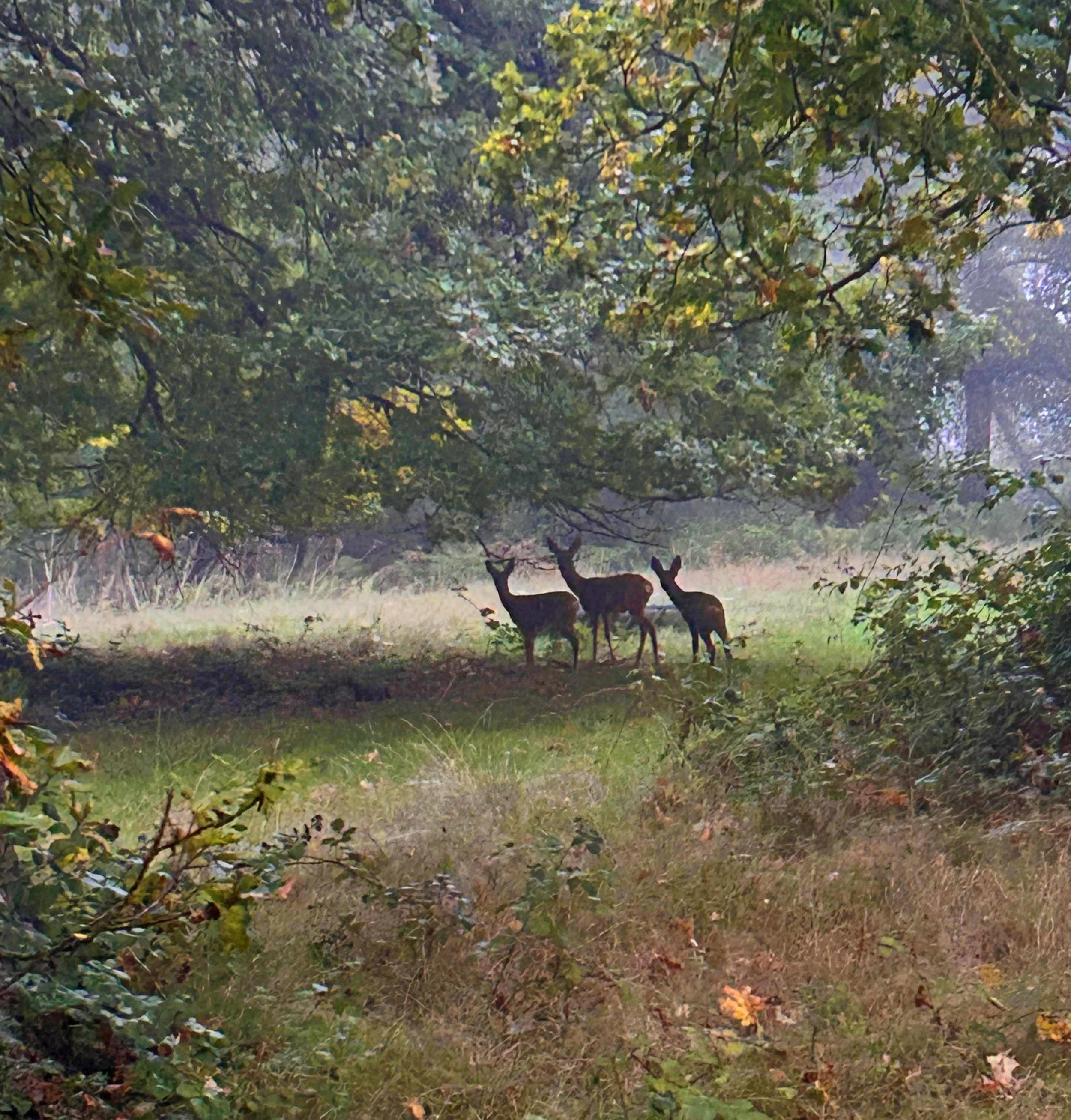 3 deer.jpg