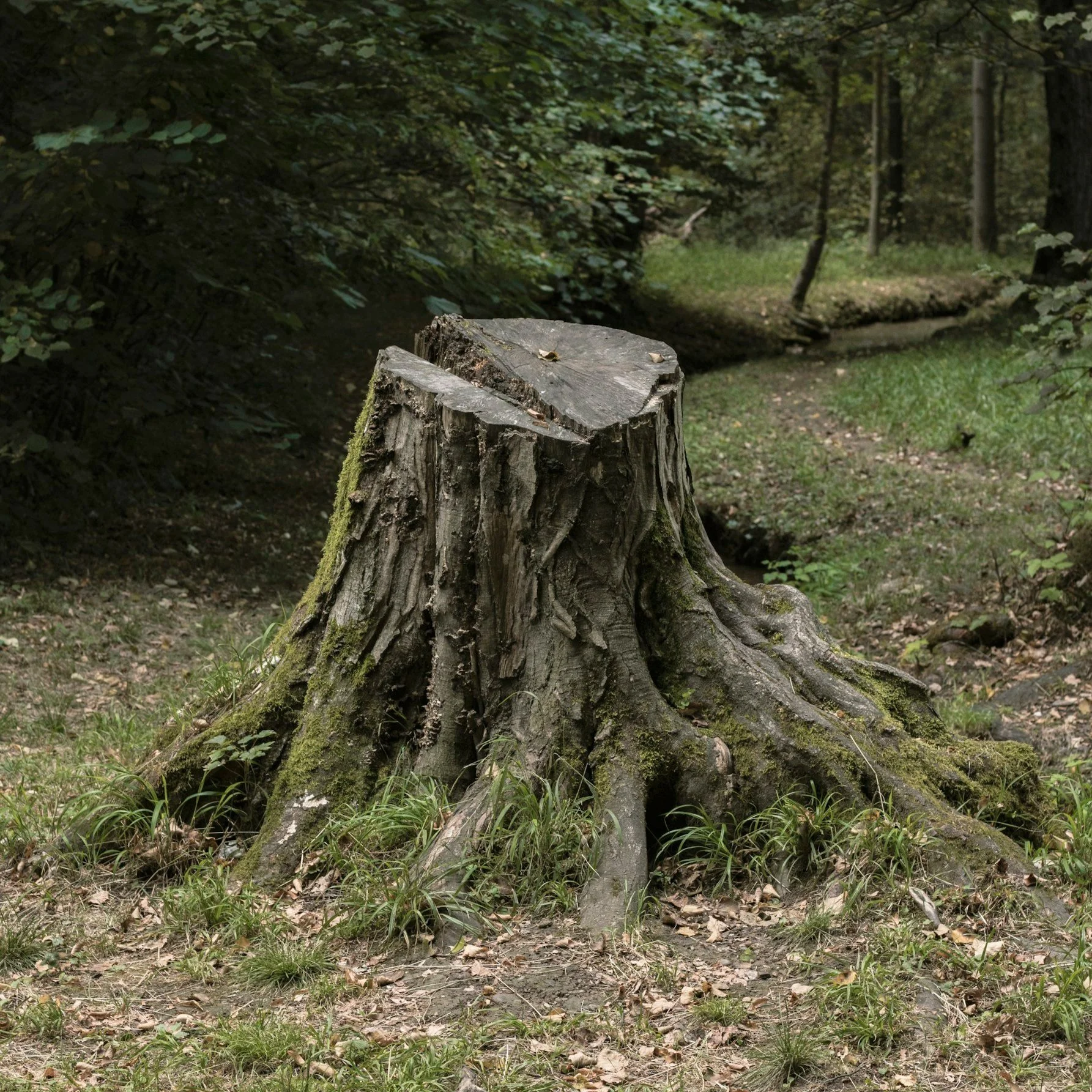 Stump Grinding: Making a Backyard Safe