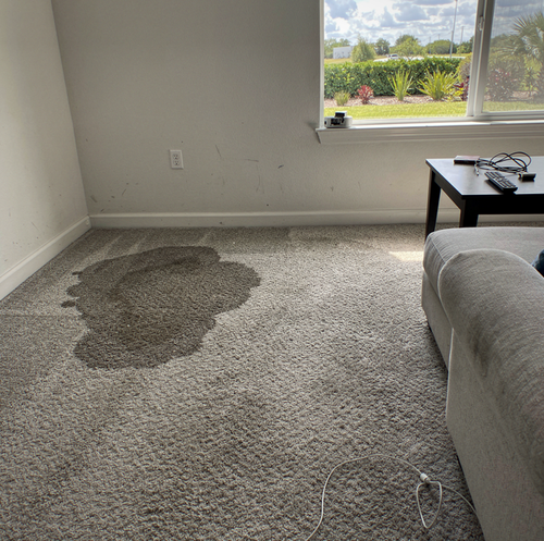 soaked carpet padding absorbing water before removal