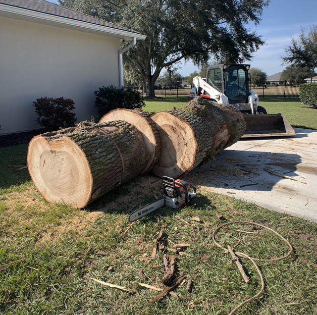 felled oak tree resting on lawn with scattered branches
