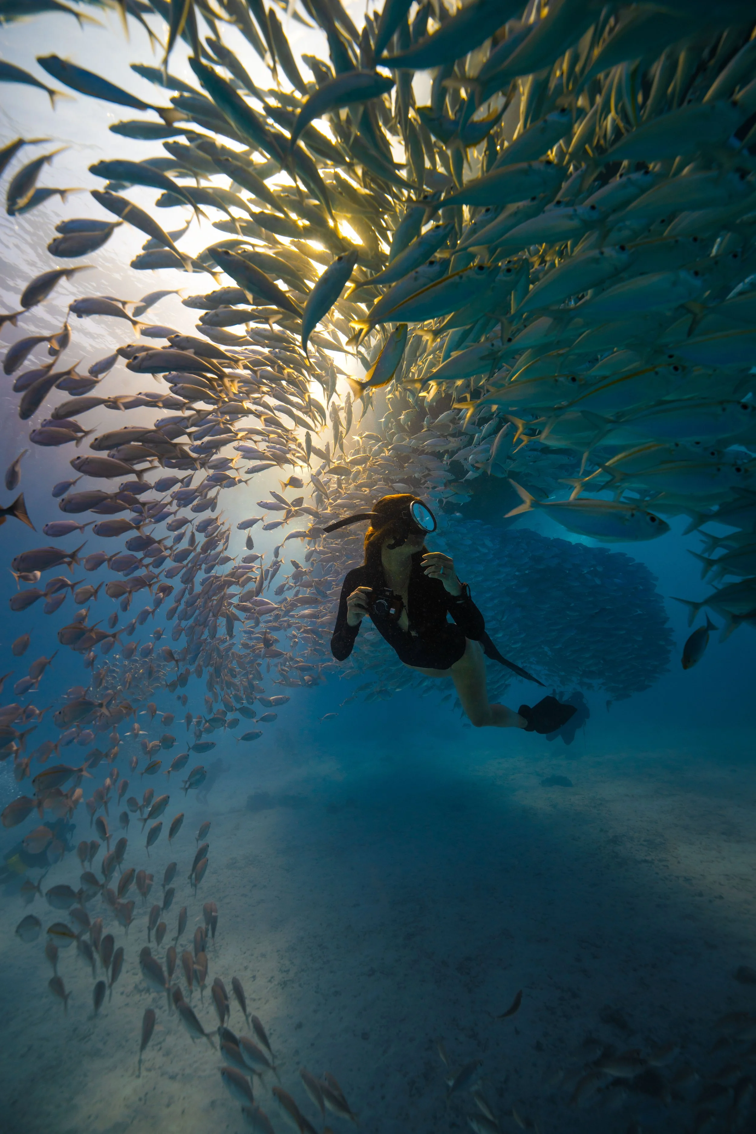 Marine life encountered while freediving
