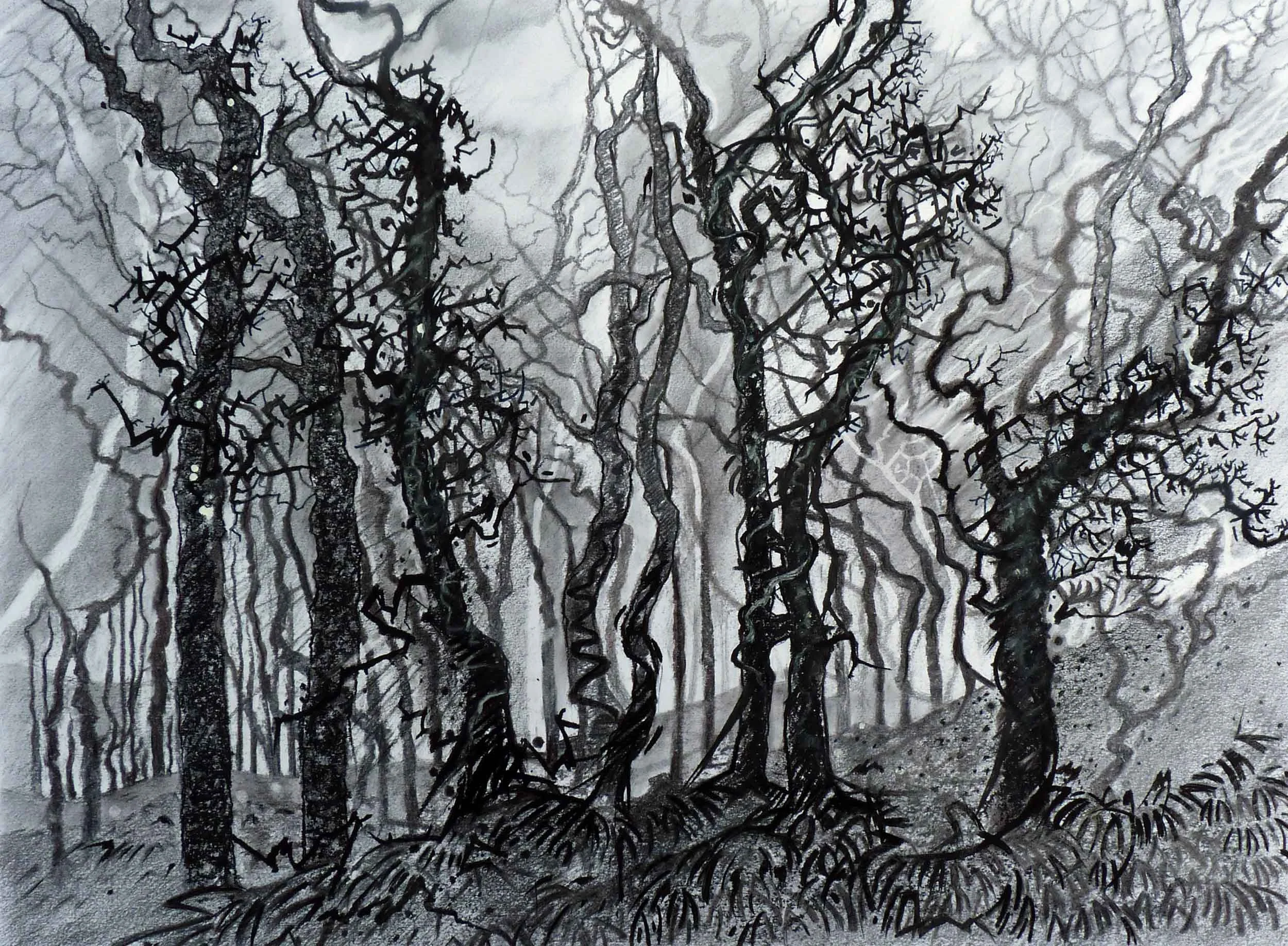 Dark trees on Dartmoor  Charcoal and graphite  70 x 60cm