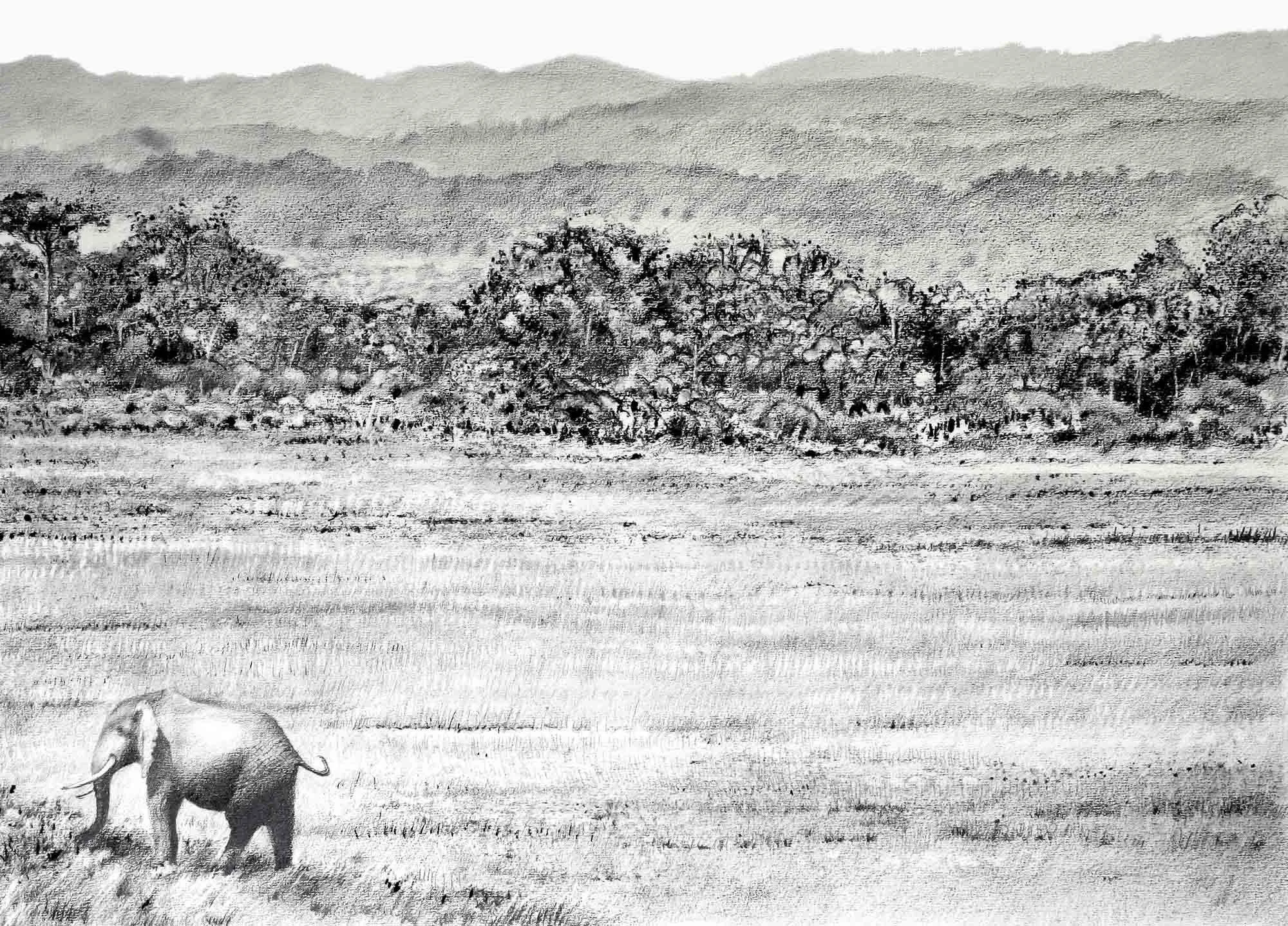 Aberdares and Tembu 86 x 69cm Graphite and black chalk
