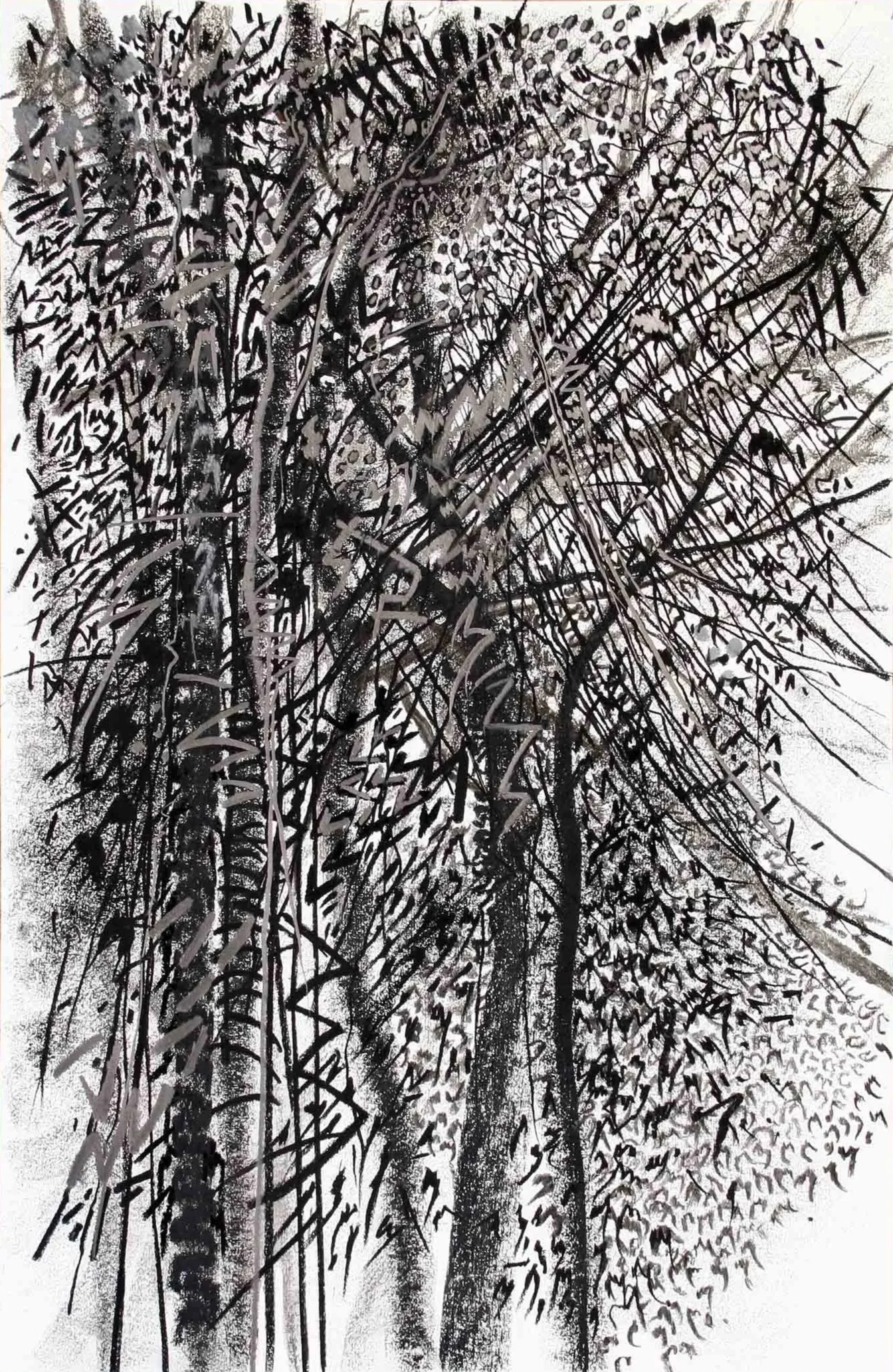 Kakamega Forest Charcoal and graphite