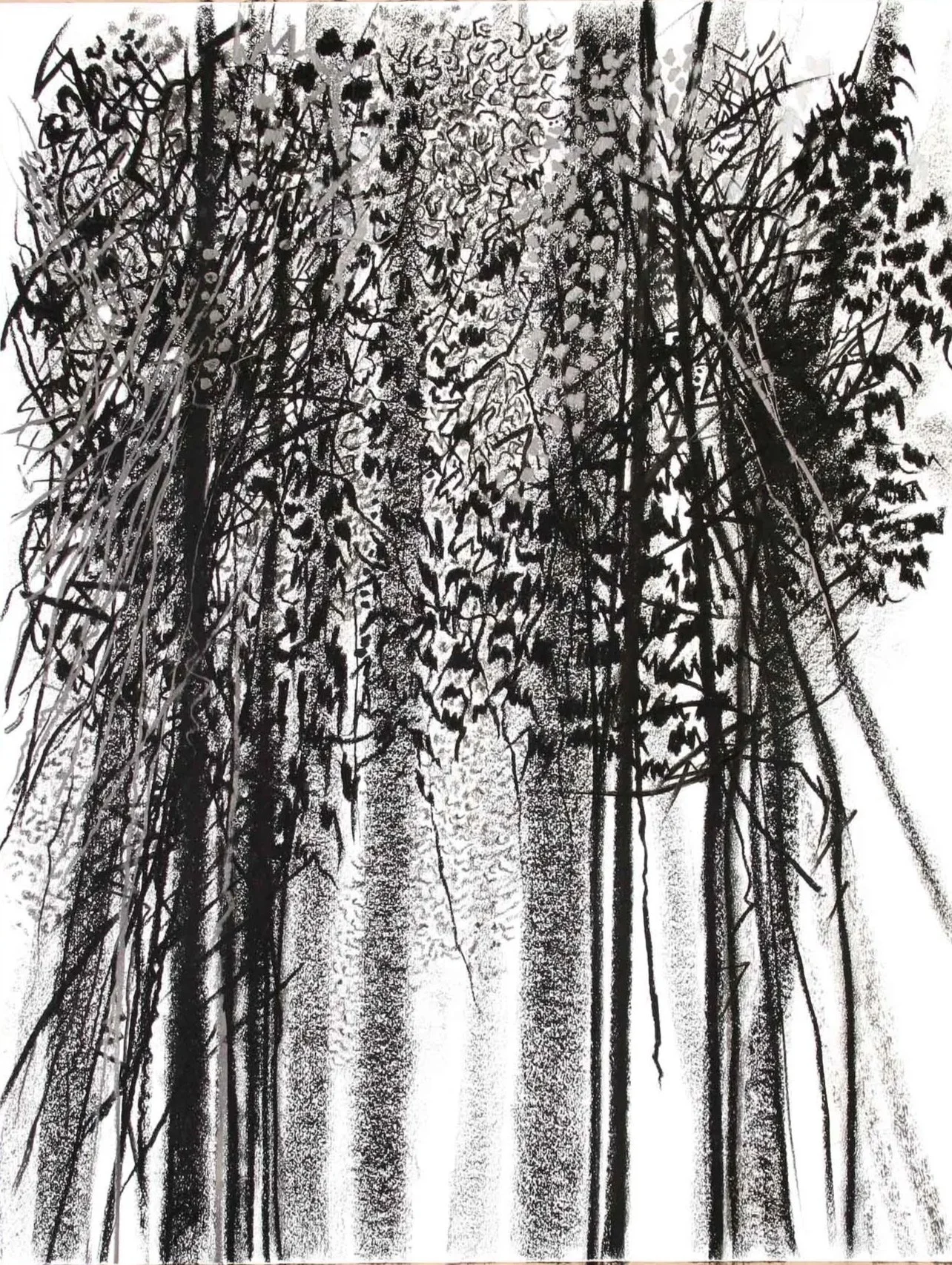 Kakamega Forest Charcoal and graphite
