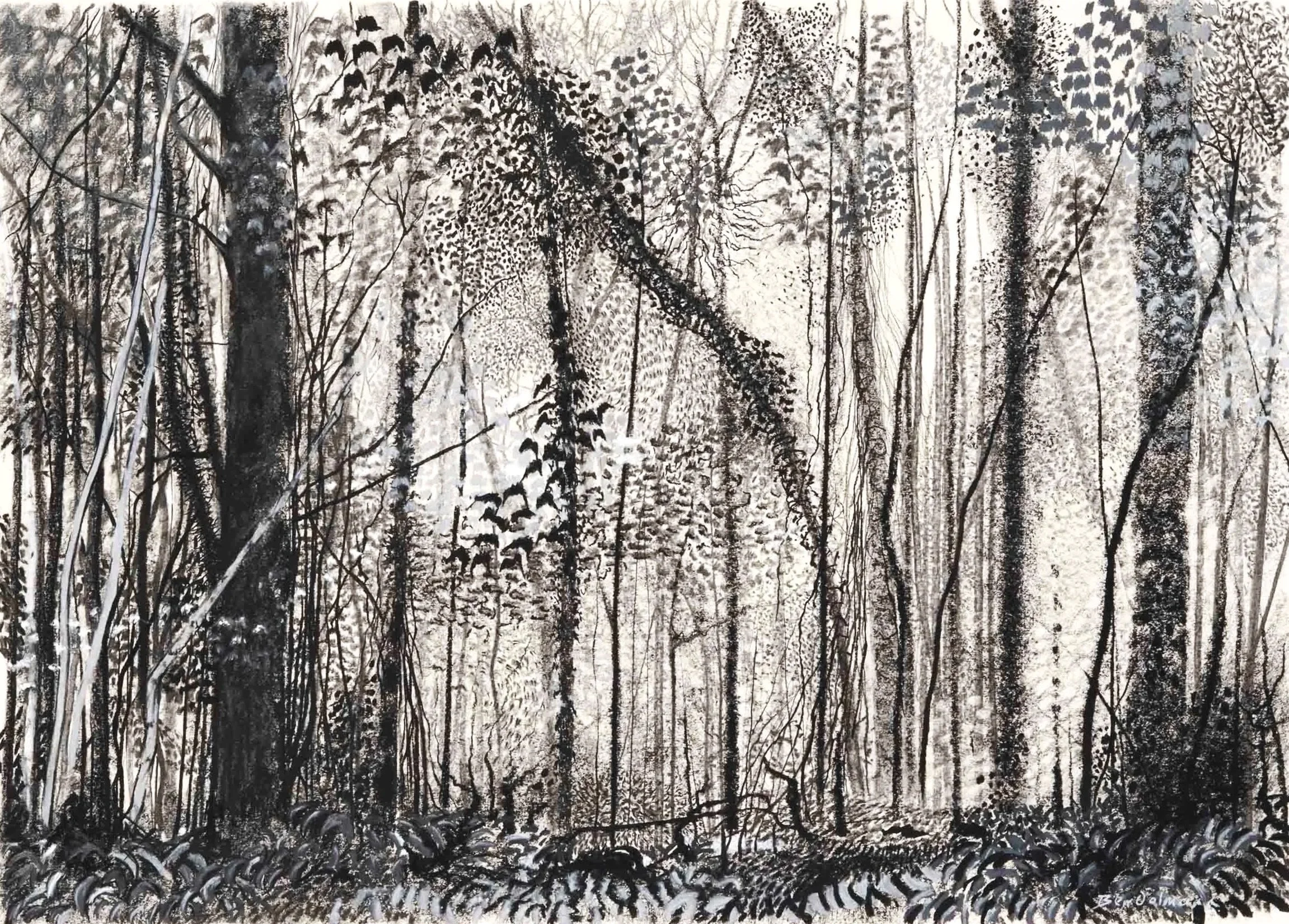 Conkwell Wood 2  Graphite and Charcoal  94 x 75cm