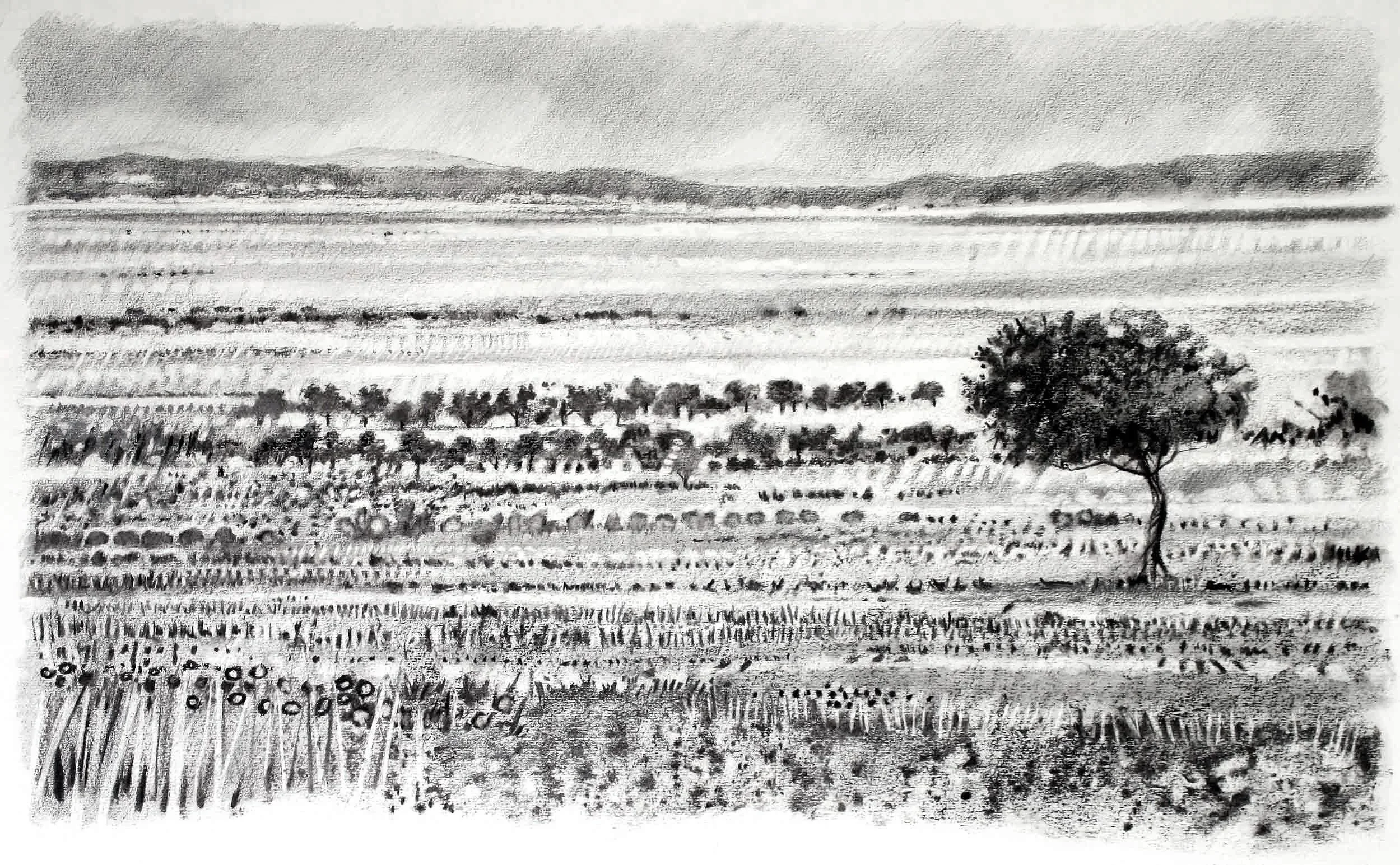 Massai Mara with acacia, Charcoal and graphite. 80x 60cm (mounted)