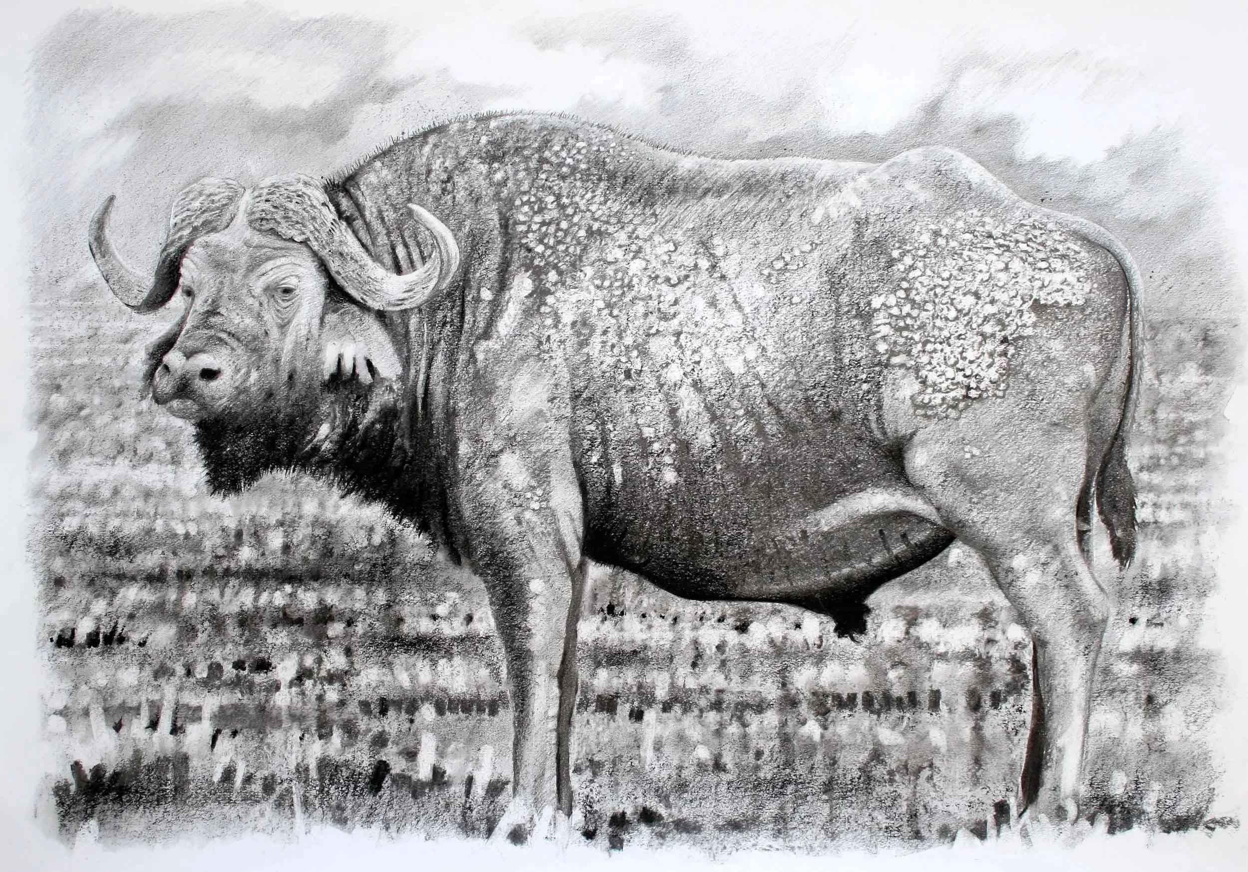 Old  Buffalo, Nakuru  100 x 80cm Graphite and black chalk