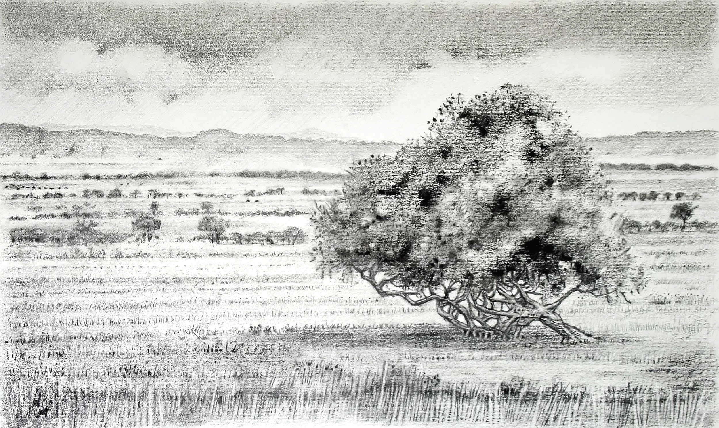 Stormy skies, Nakuru park, Kenya Charcoal and graphite. 83x60cm  (mounted)