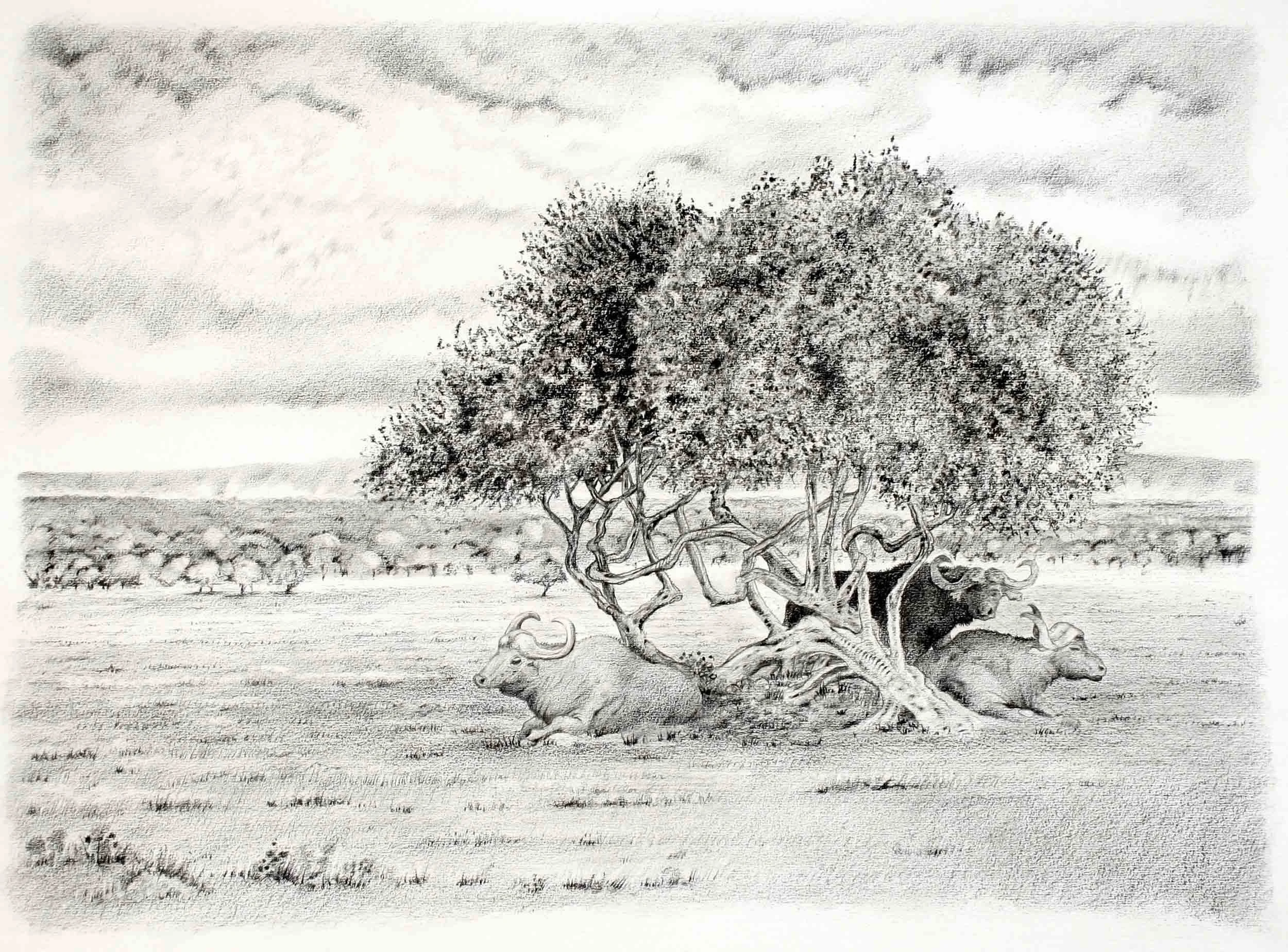 Buffalo and Thorn, Nakuru, Pencil and chalk 59 x 42cm