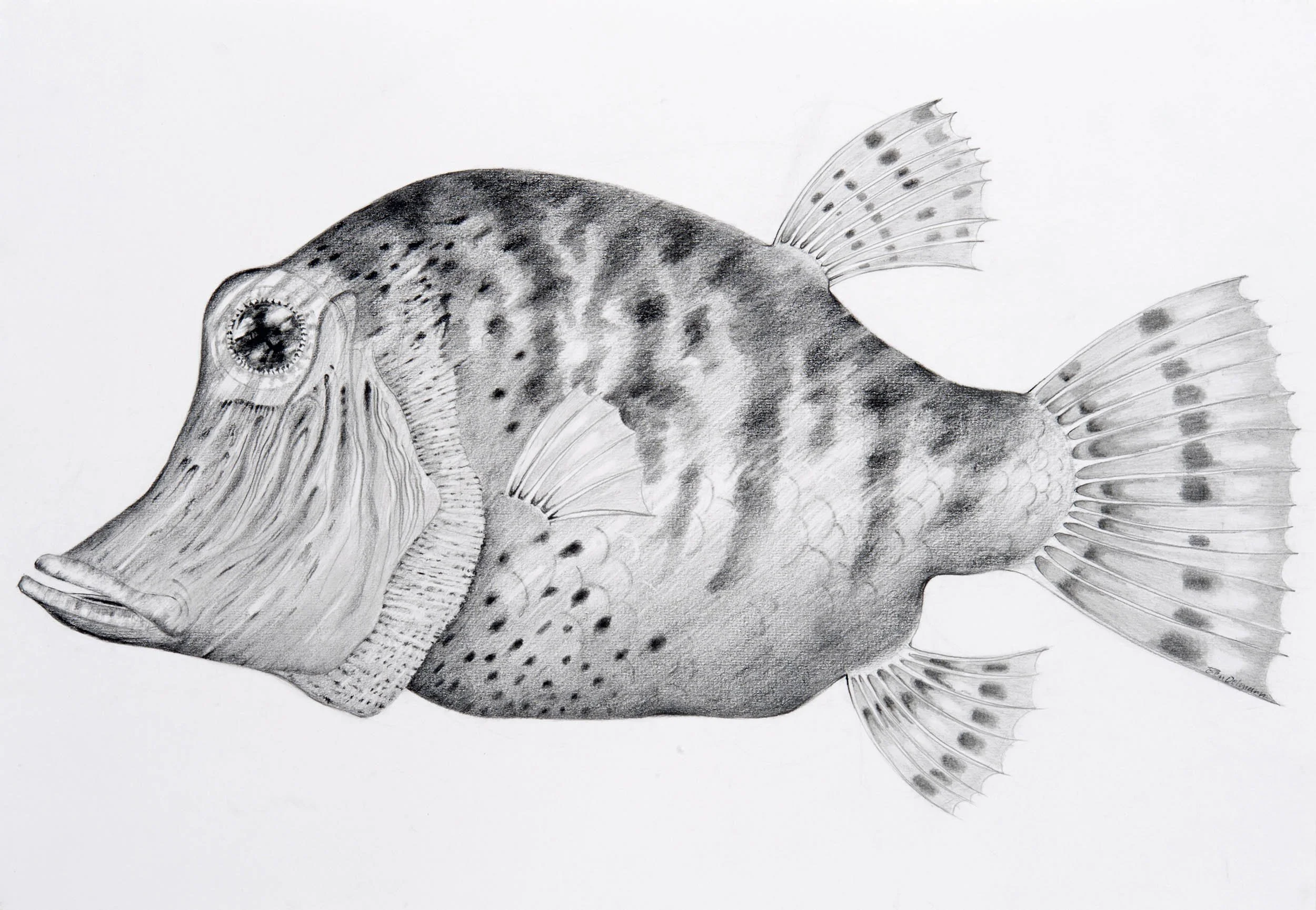 Fish 1,  Pencil  75 x 56cm (mounted)