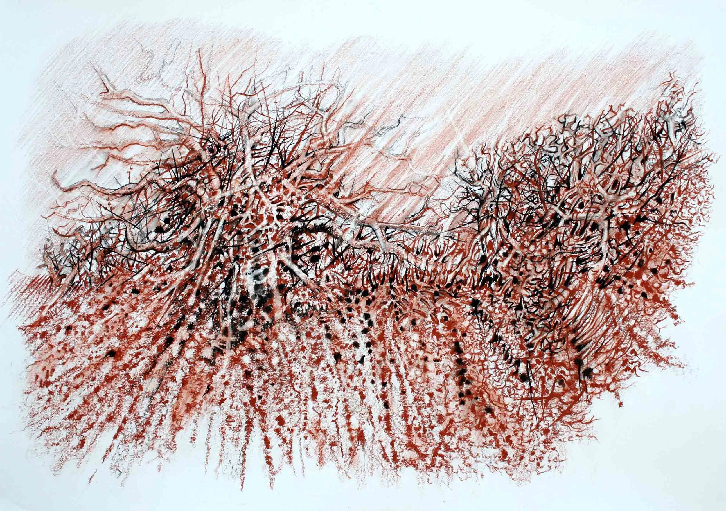Hedge study. Red and black chalk. 59 x 42cm
