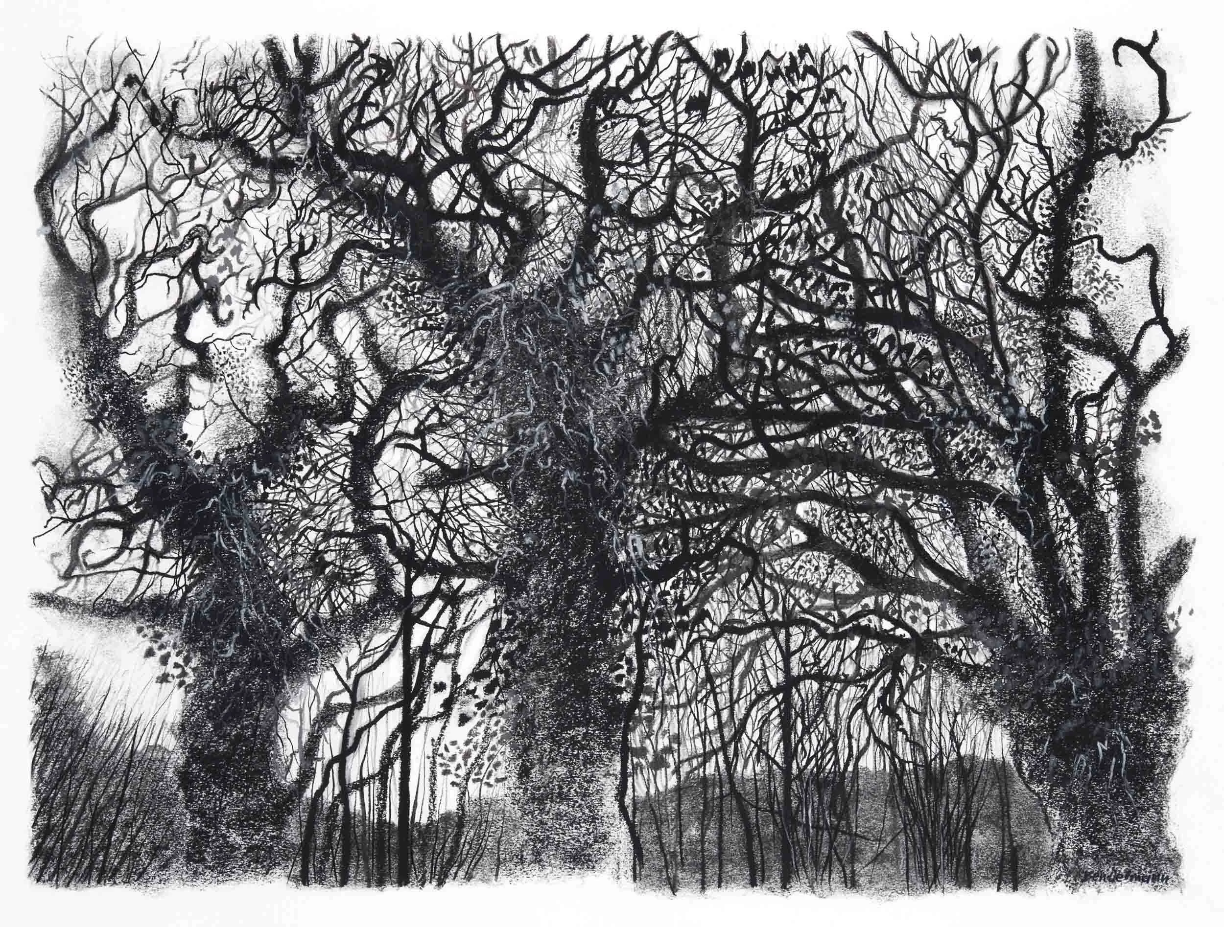 Media Oaks  Charcoal and graphite. 97 x 75cm