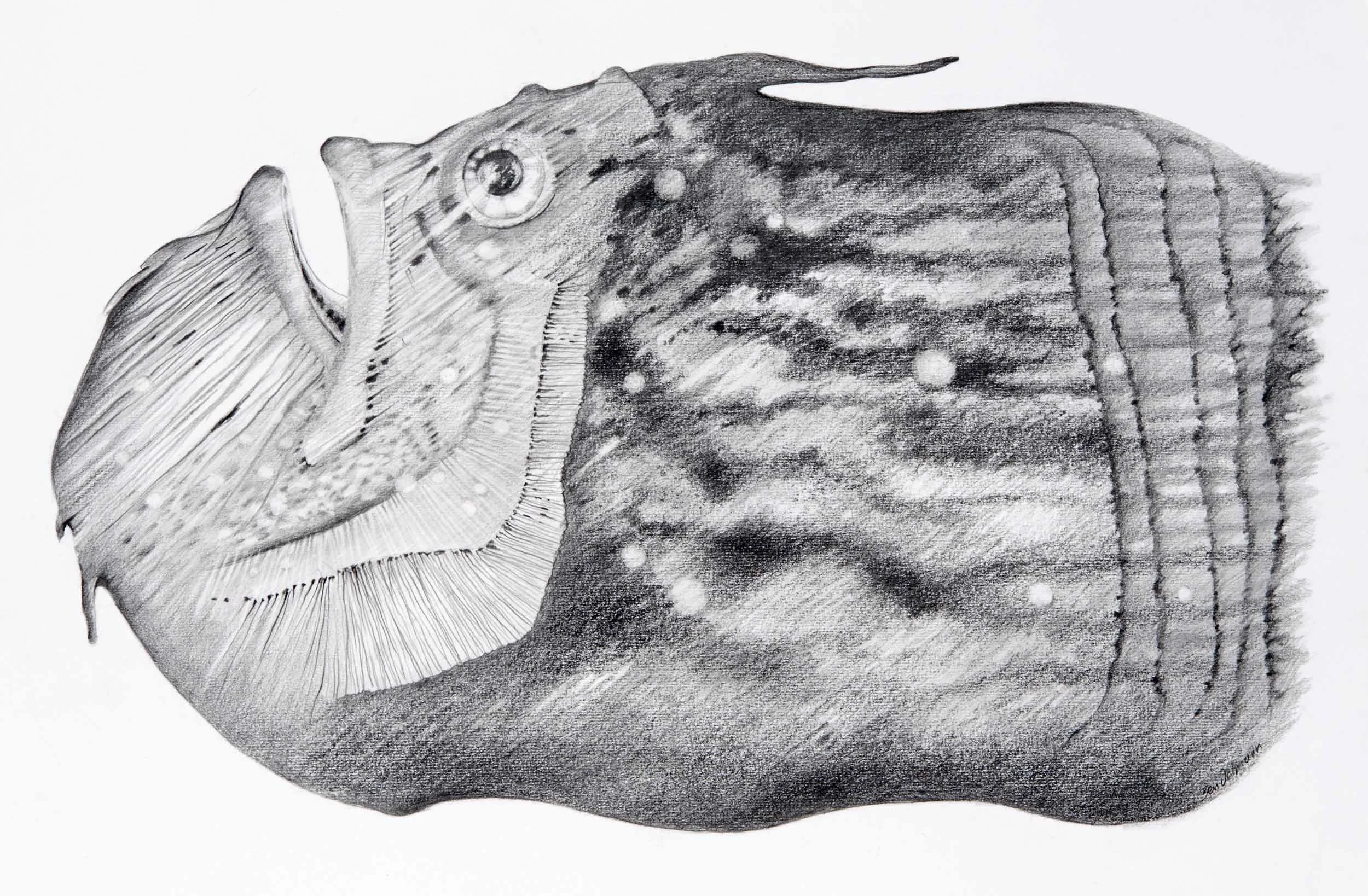 Fish 4, pencil. 75 x 56cm (mounted)