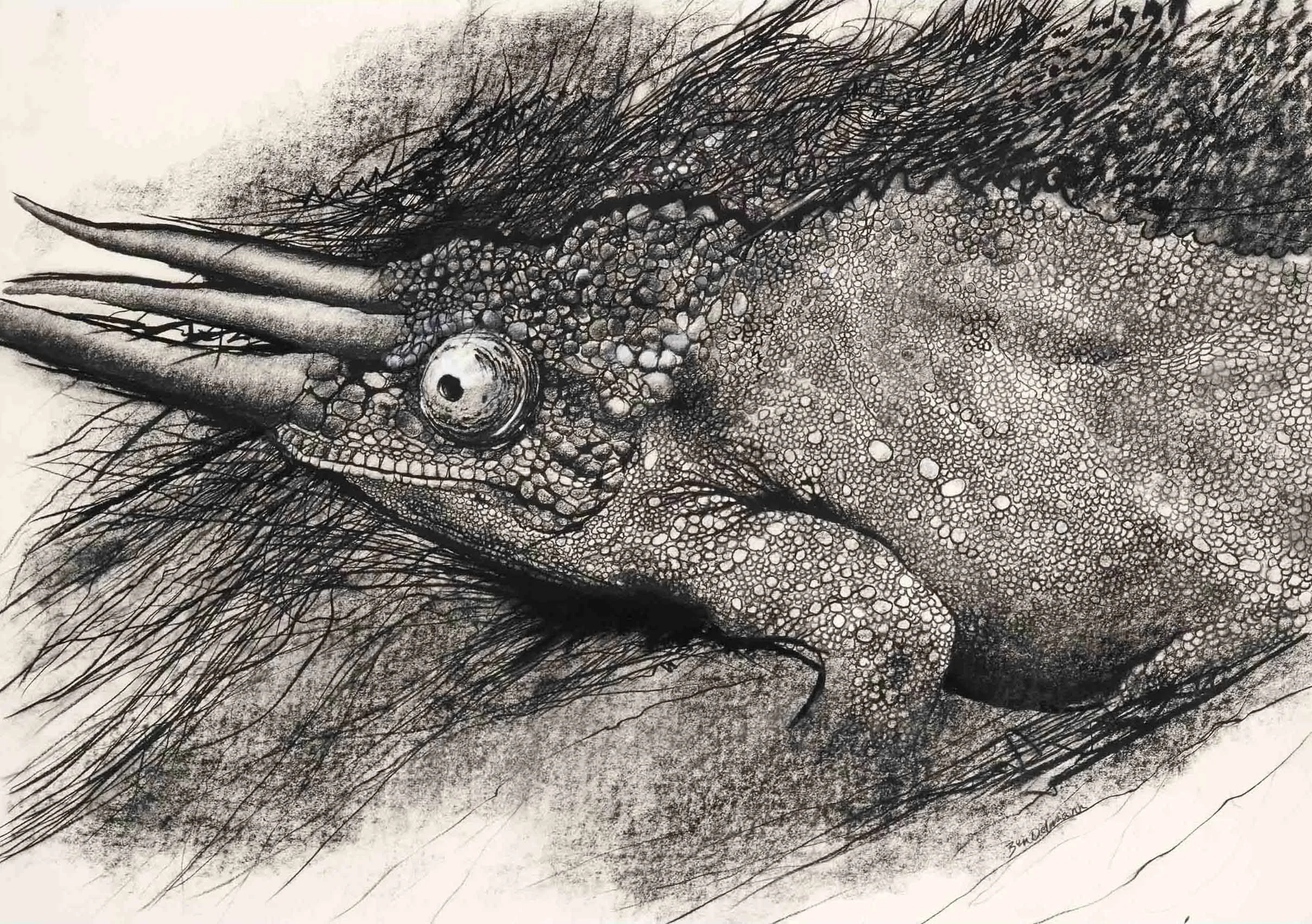 Chameleon 1, Charcoal and graphite. 104 x 83cm