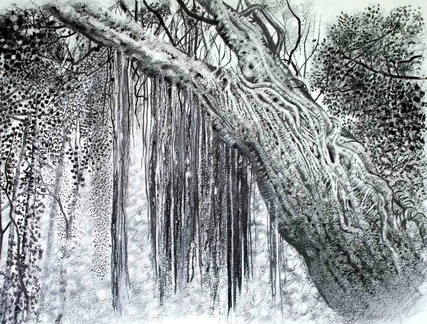 Kikuyu sacred Fig, Mount Kenya. Charcoal and graphite