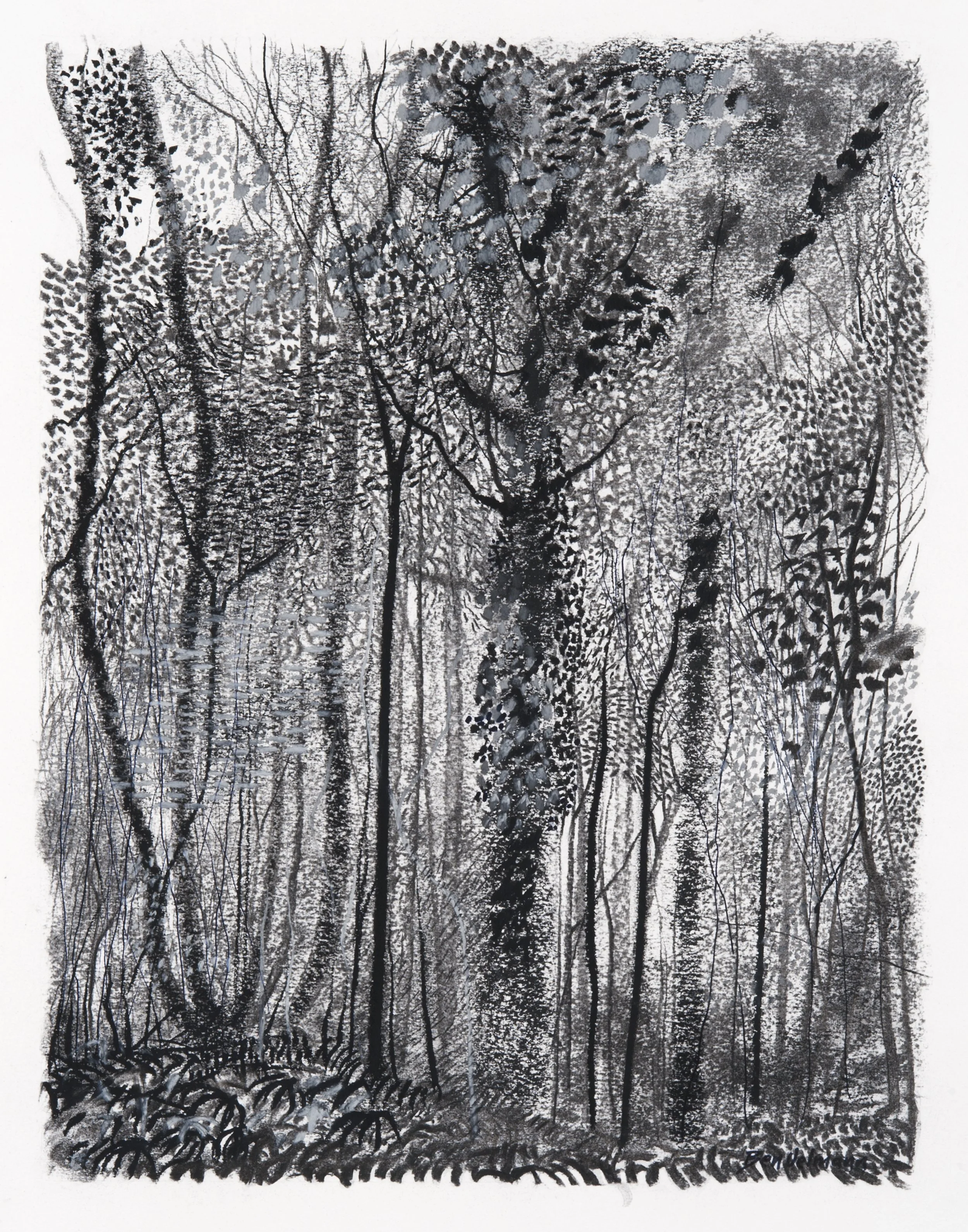 Kakamega Forest Charcoal and graphite