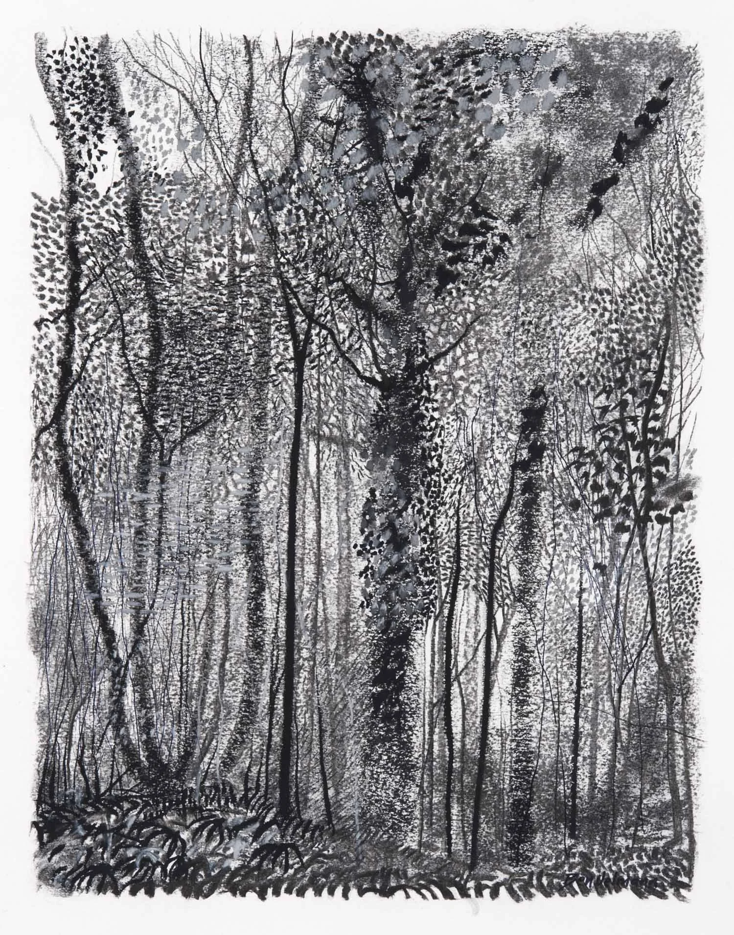 Conkwell wood 5  Charcoal and Graphite  66 x 80cm. (Sold)