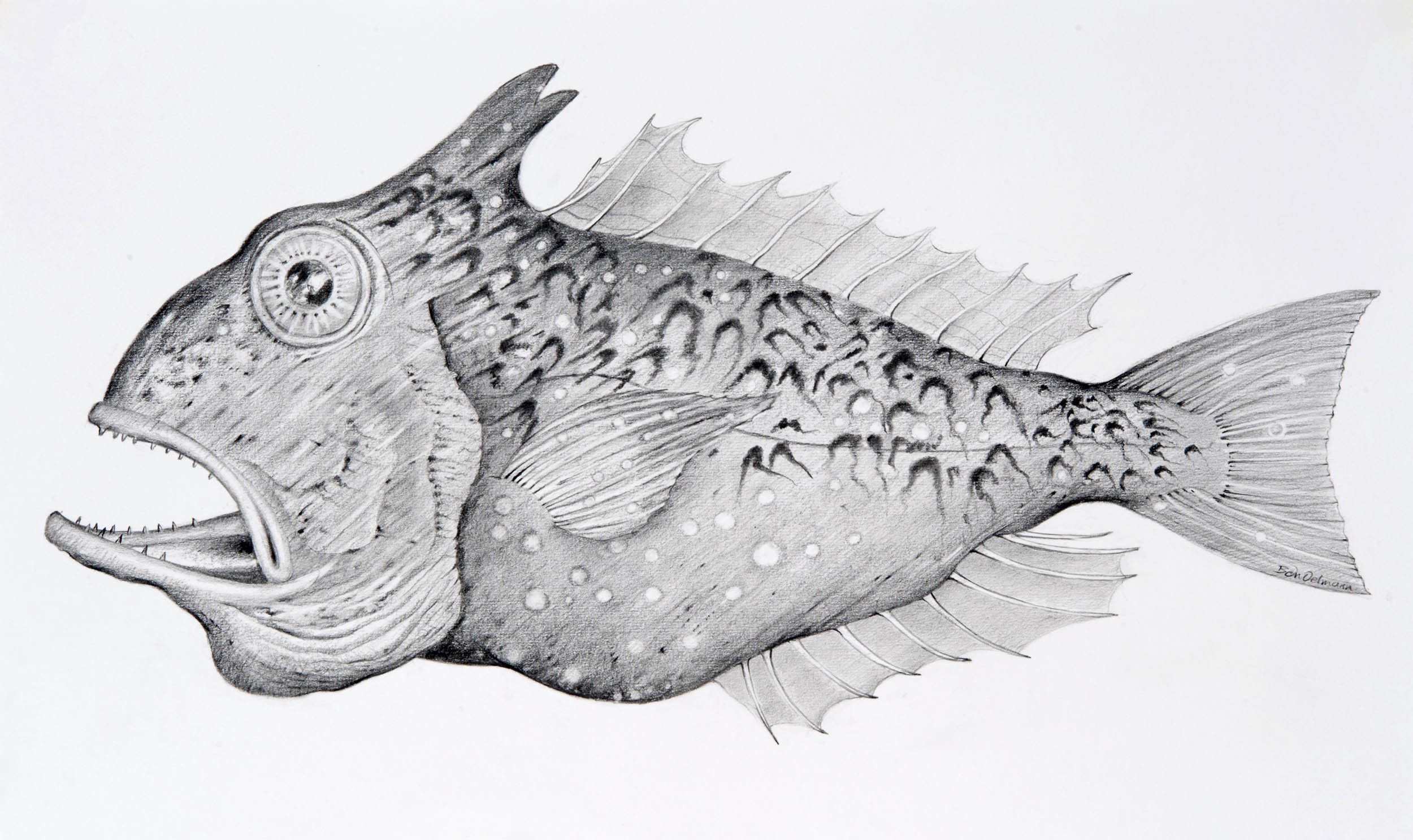 Fish 2, pencil. 75 x 50cm (mounted)