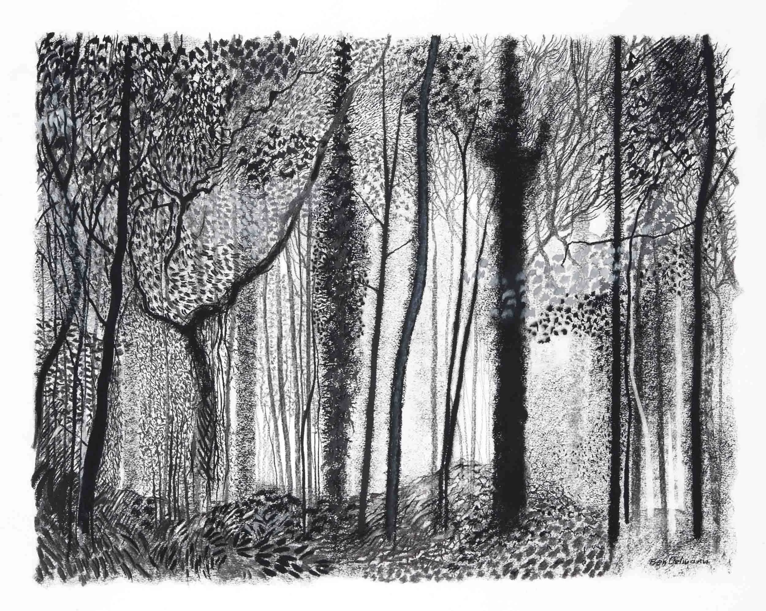 Conwell woods 1  Charcoal and graphite. 
90 x 72cm  (mounted)